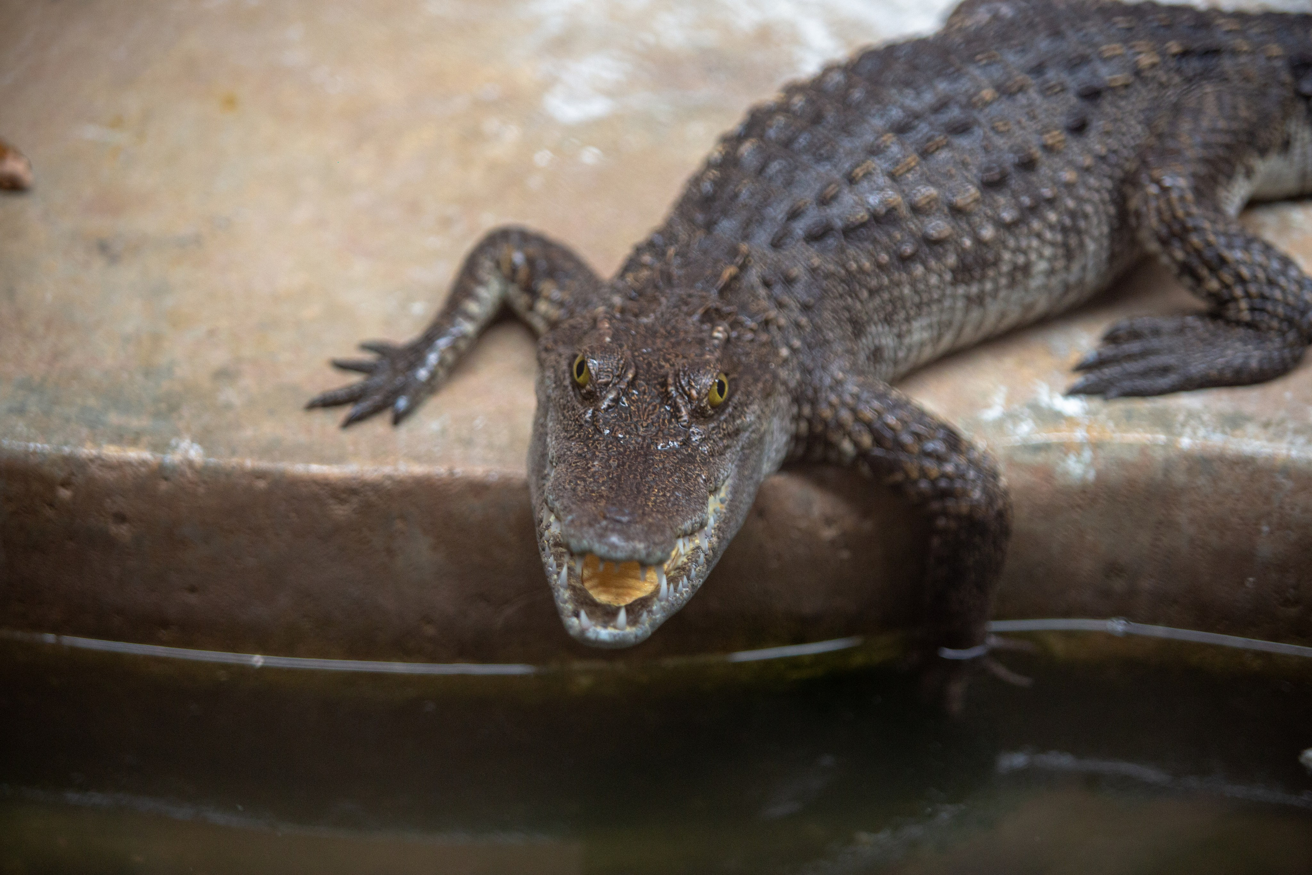 Samut Prakan Crocodile Farm & Zoo. Photographer Sonkina Tatiana (Tanya Ash)