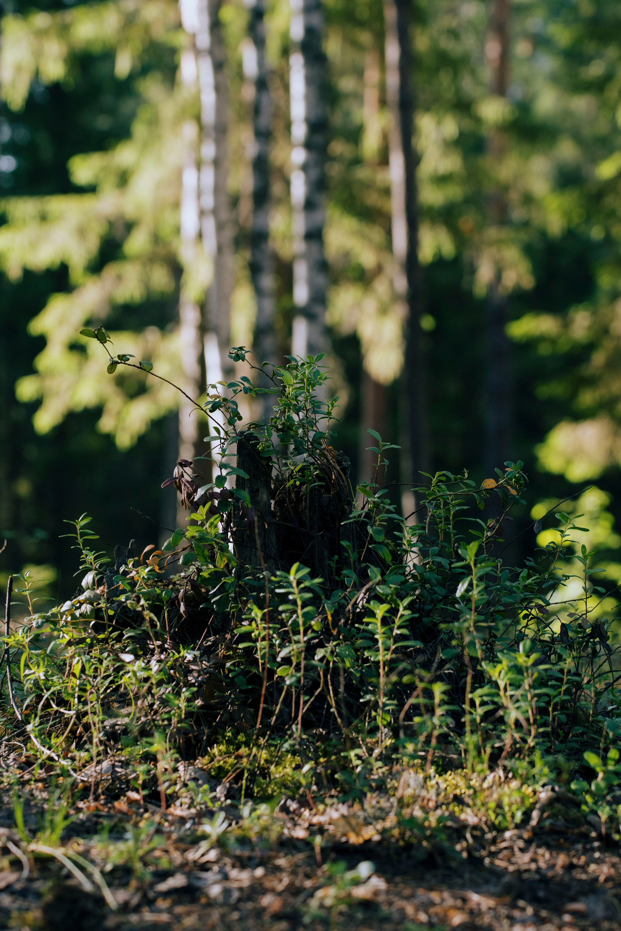 Capoeira Camp. Фотограф Киров Токарева Марина