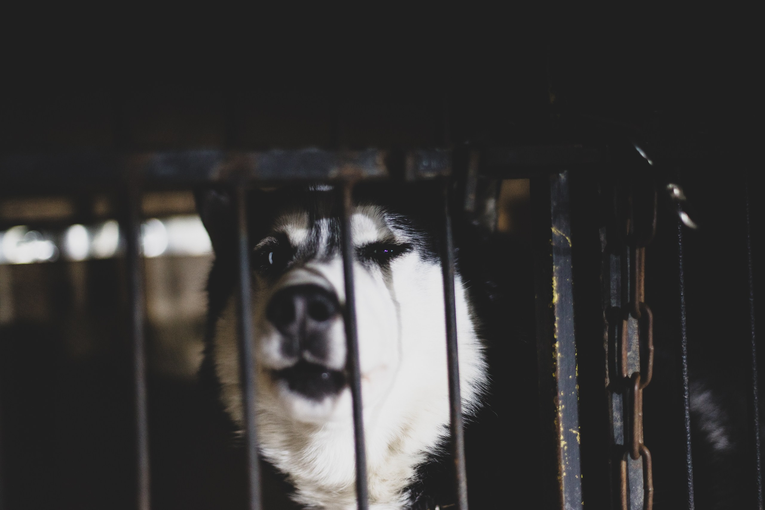 Фонд помощи: Husky_help_21. Фотография