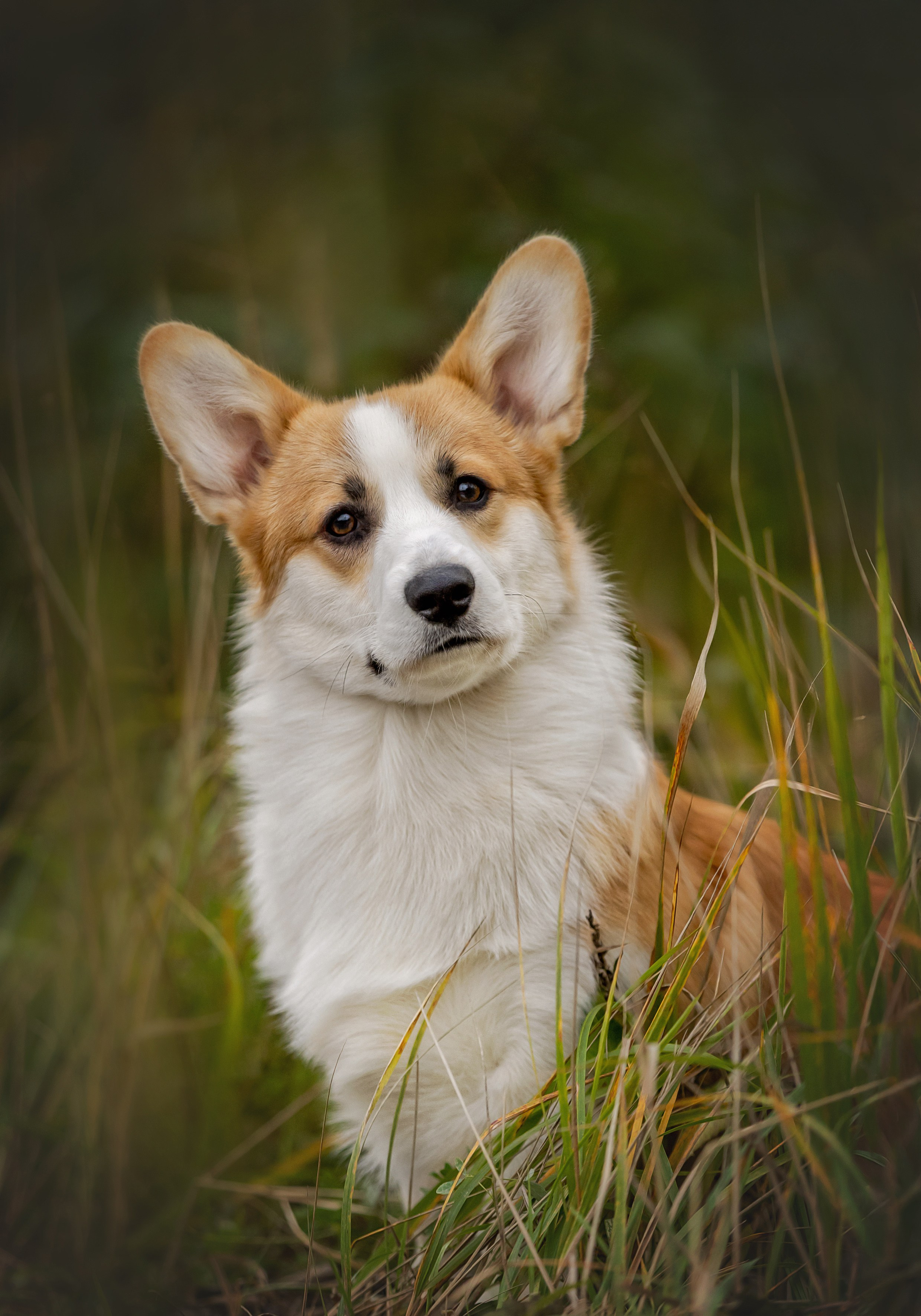 Портретная съемка. Фотограф-анималист в Санкт-Петербурге — Юлия Чайкина