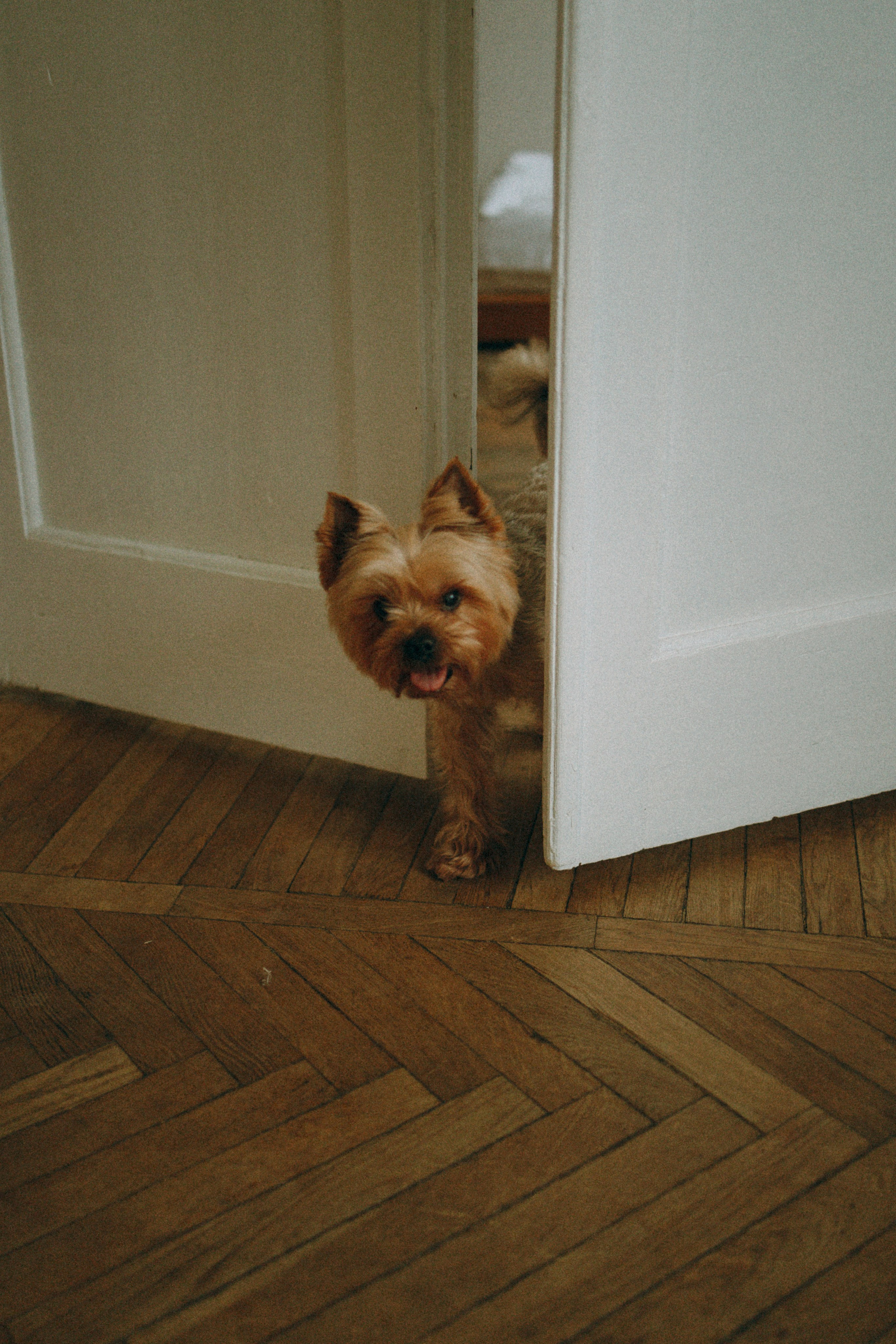 Ричард и Ксюша. Фотограф анималист Анастасия Пикей