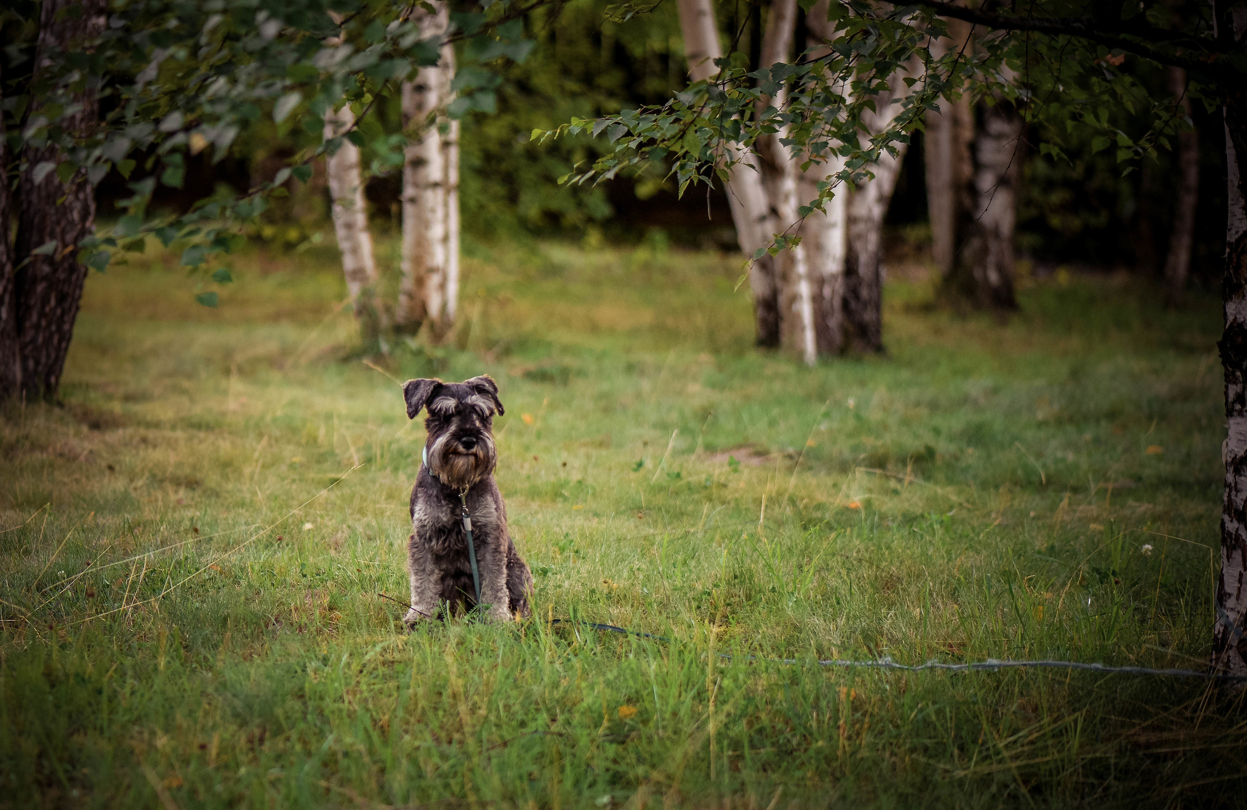 Оксана и Михаил. Свадебный Фотограф в Твери Анастасия Булкина