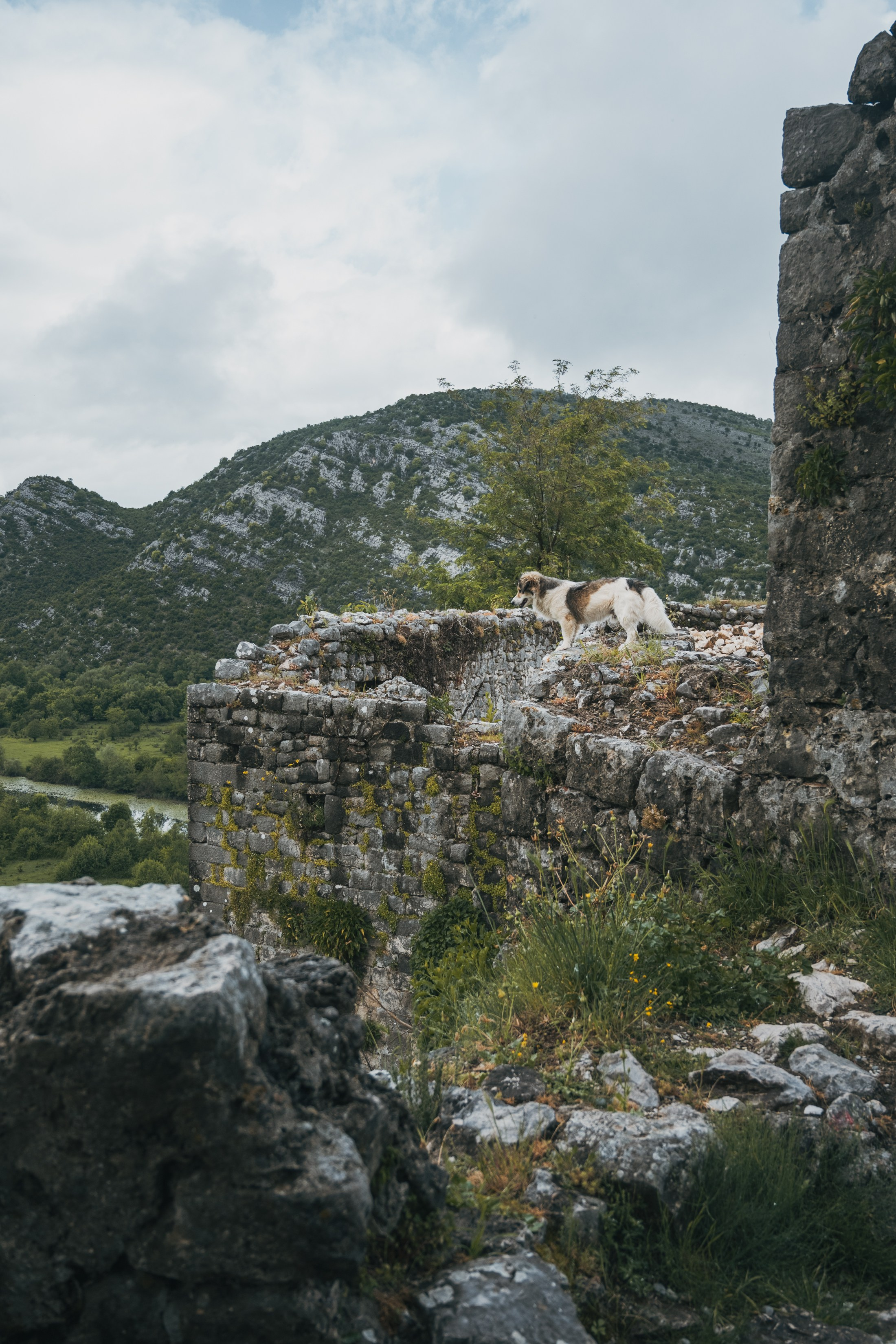 СКАДАРСКОЕ ОЗЕРО. ЧЕРНОГОРИЯ. Фотограф в Белграде Чугреева Елена