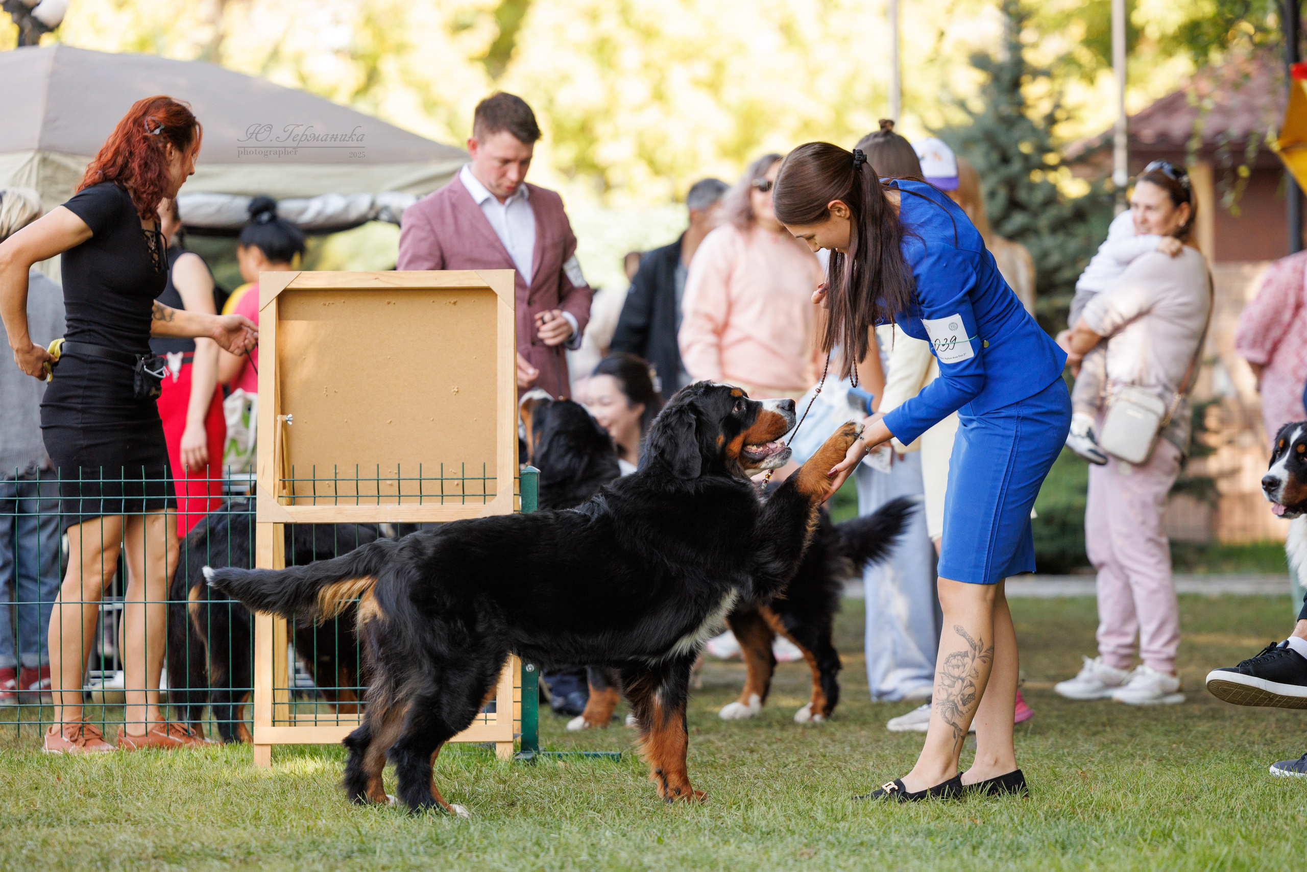 Бишкек 3х CACIB 26-28.09.2025. Фотограф-анималист Юлия Германика