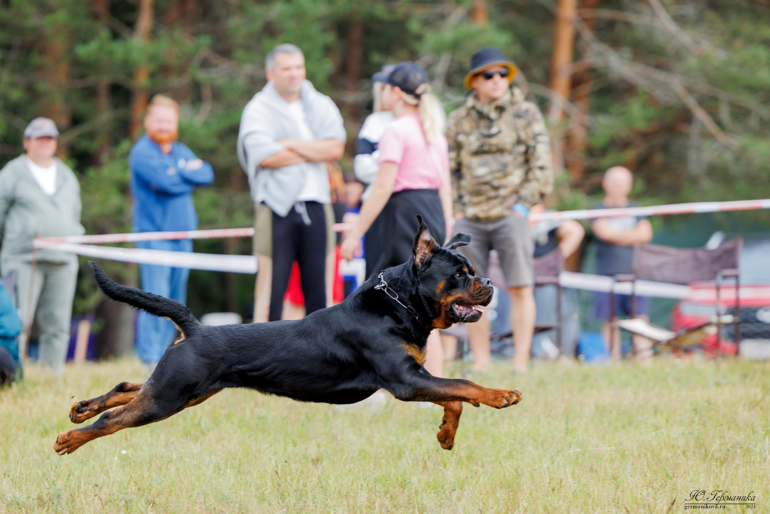 ПК и КЧК ротвейлеры Тверь 6-7.07.2024. Фотограф-анималист Юлия Германика