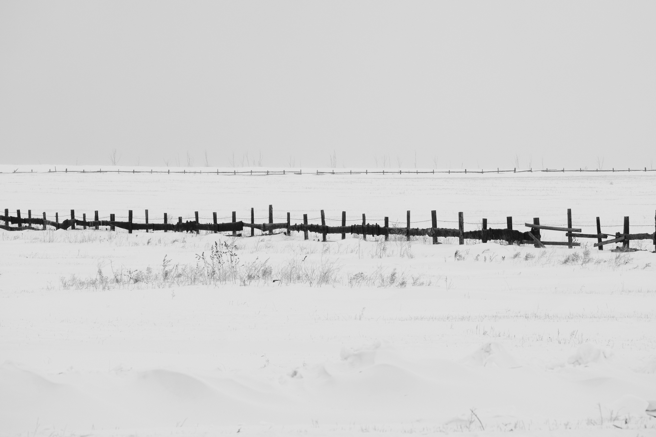 Silence. Irina Borodina