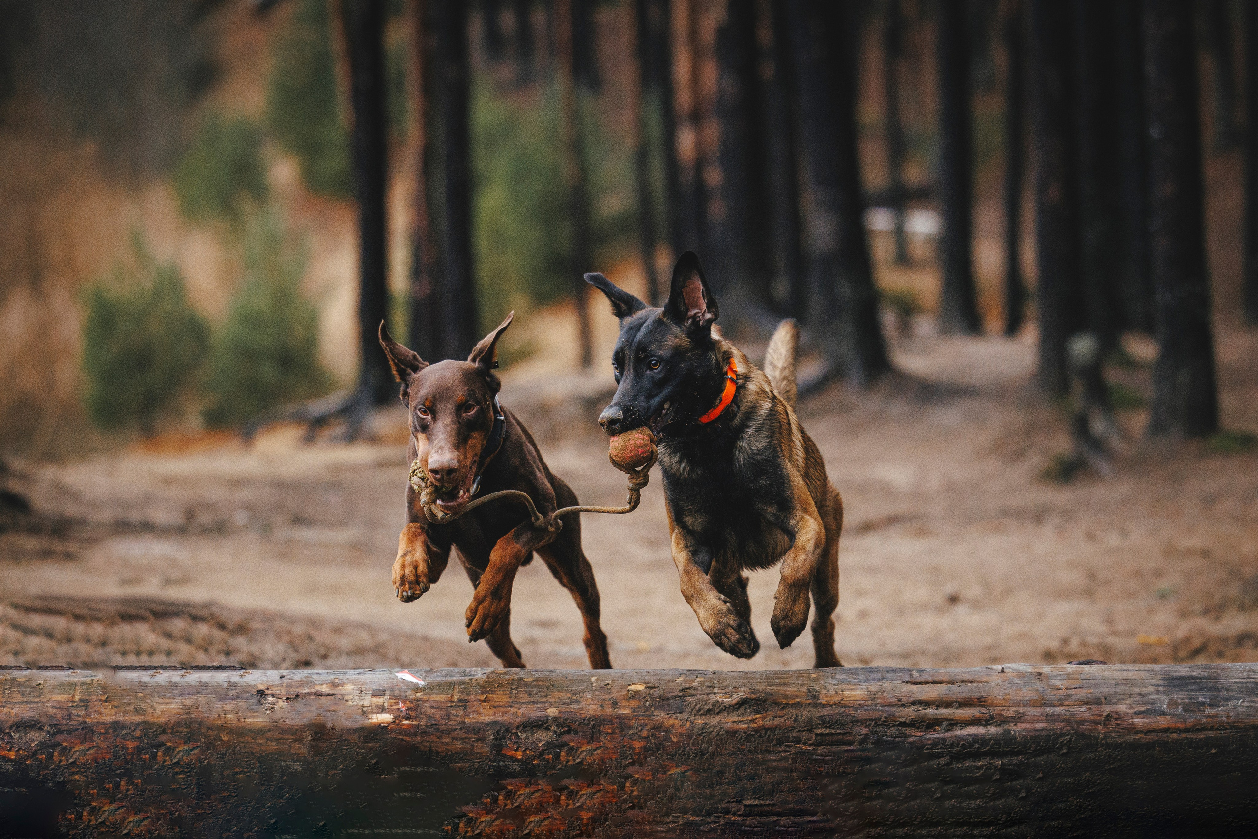 Омен, Айс и Рицу. Фотограф-анималист Анна Маринич