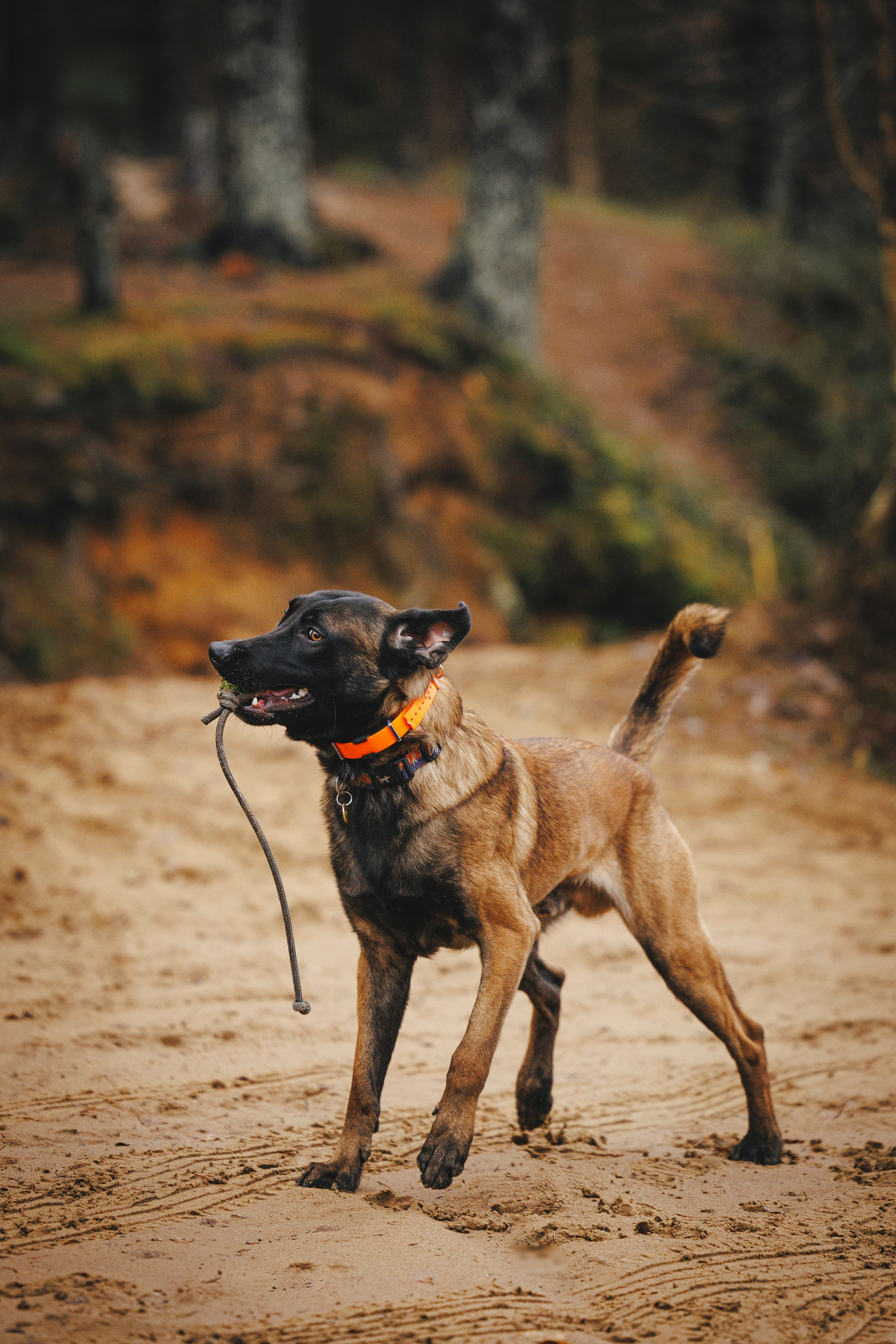 Омен, Айс и Рицу. Фотограф-анималист Анна Маринич