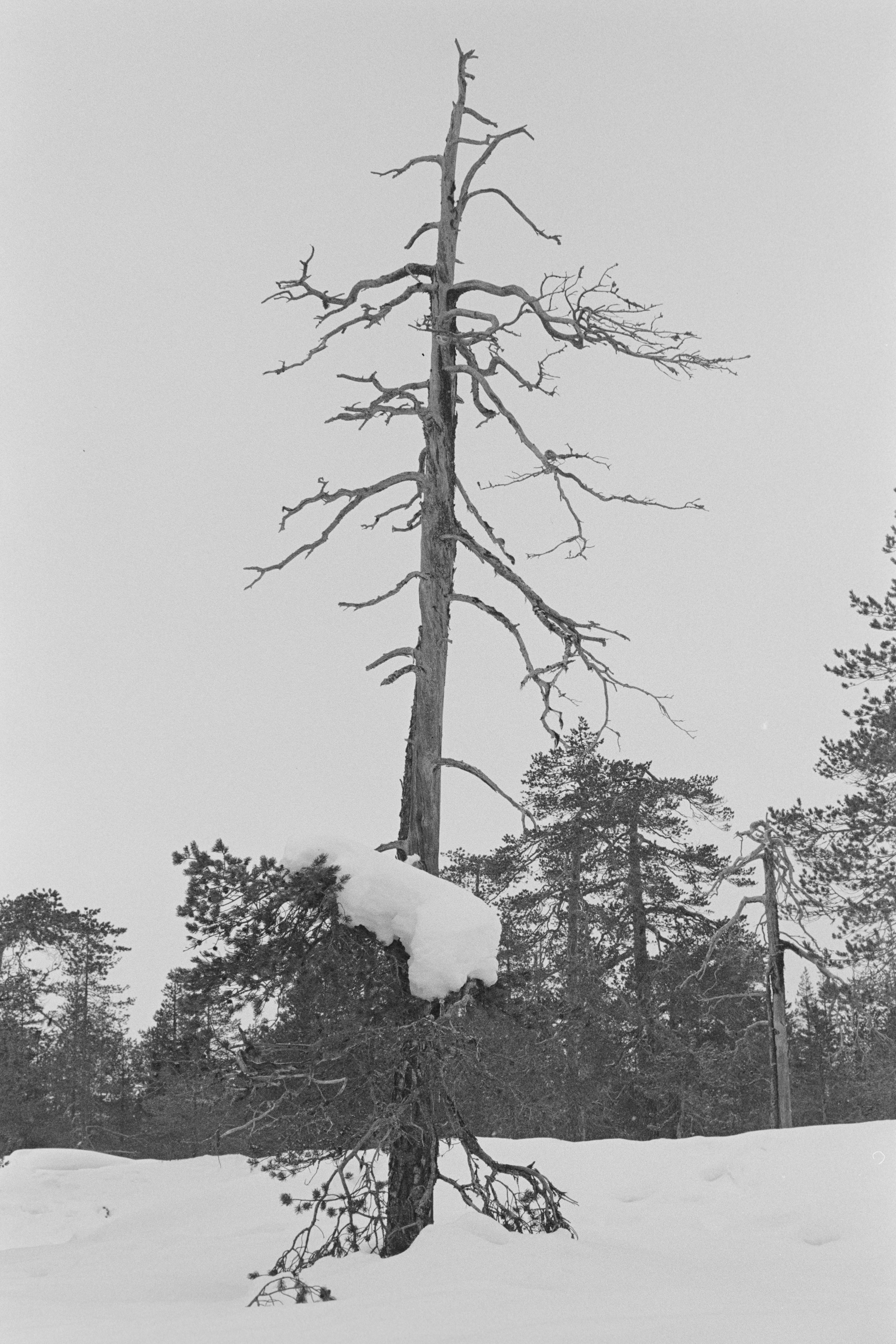 День проявки. Северные Ночи