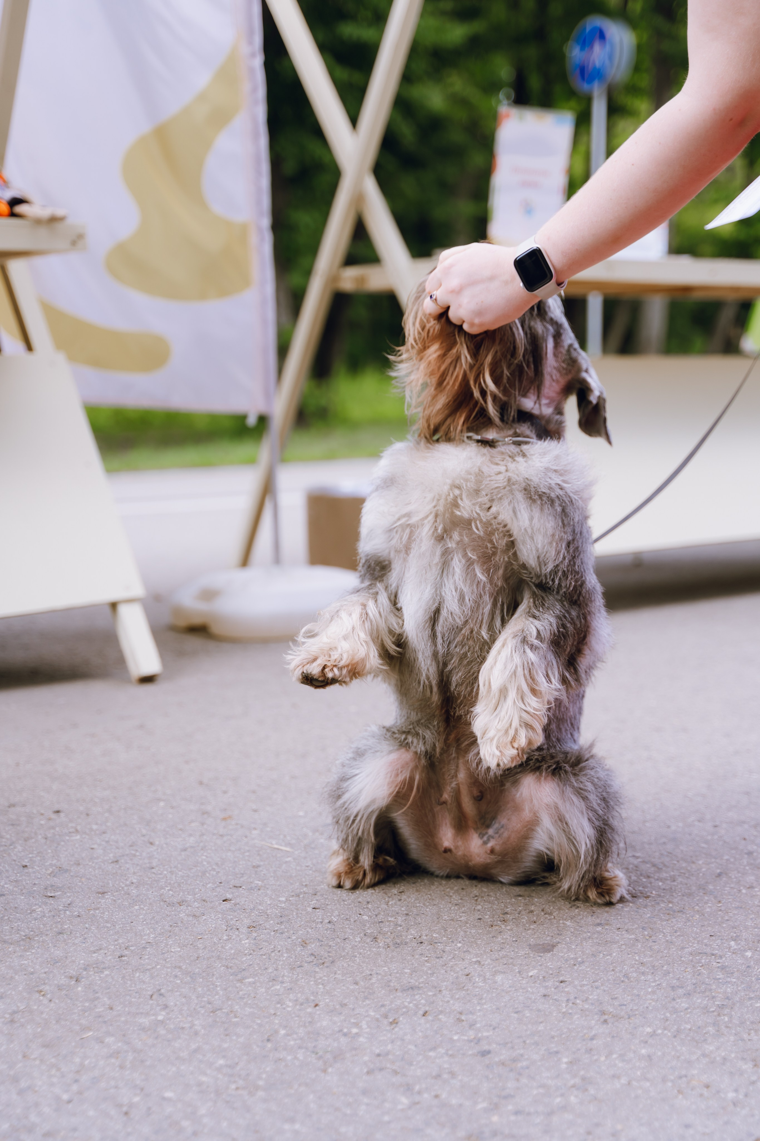 Площадка фестиваля «Мампус и его друзья» в Лесопарке 2025. Фотограф Надежда Погребняк | Рязань | Москва