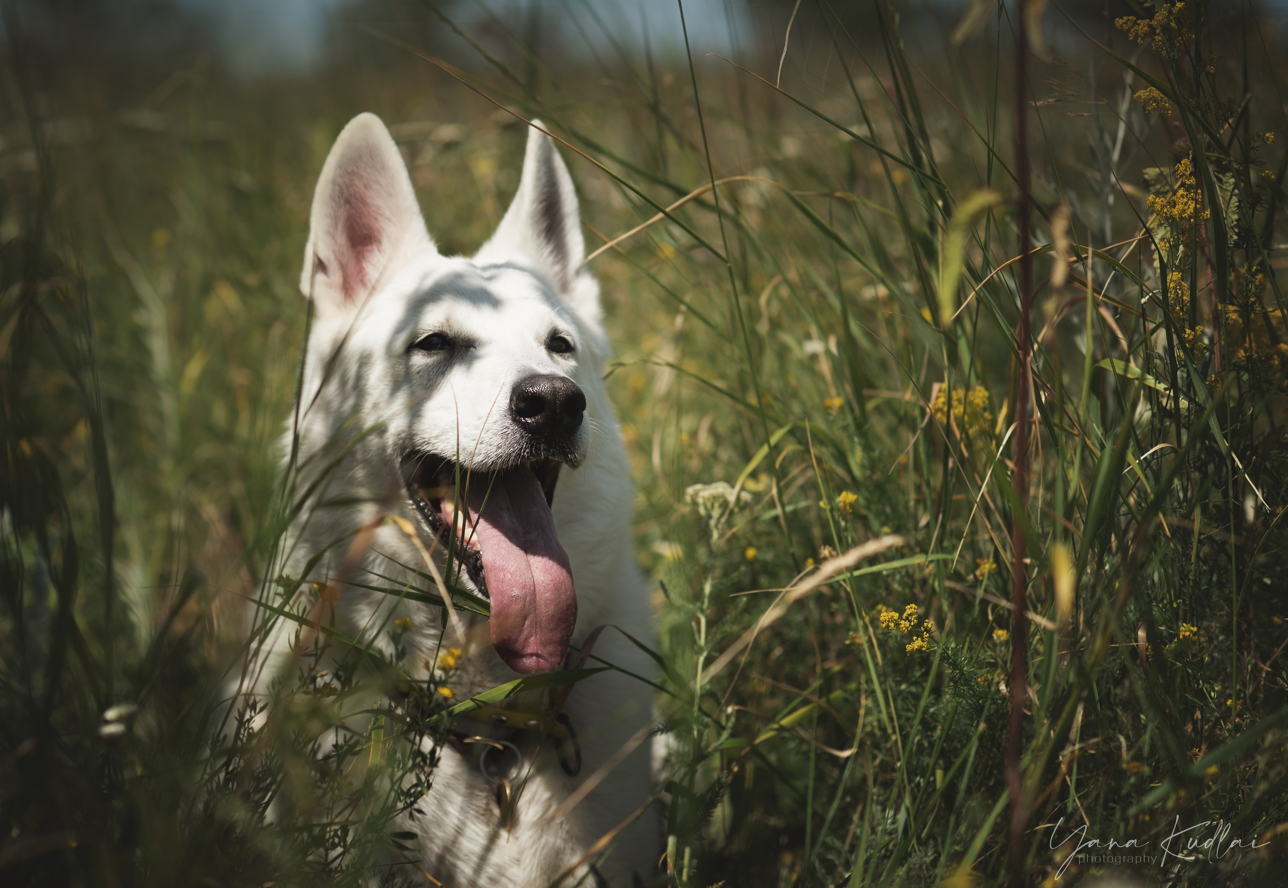Одно солнечное утро. Фотограф анималист Ставрополь Яна Кудлай
