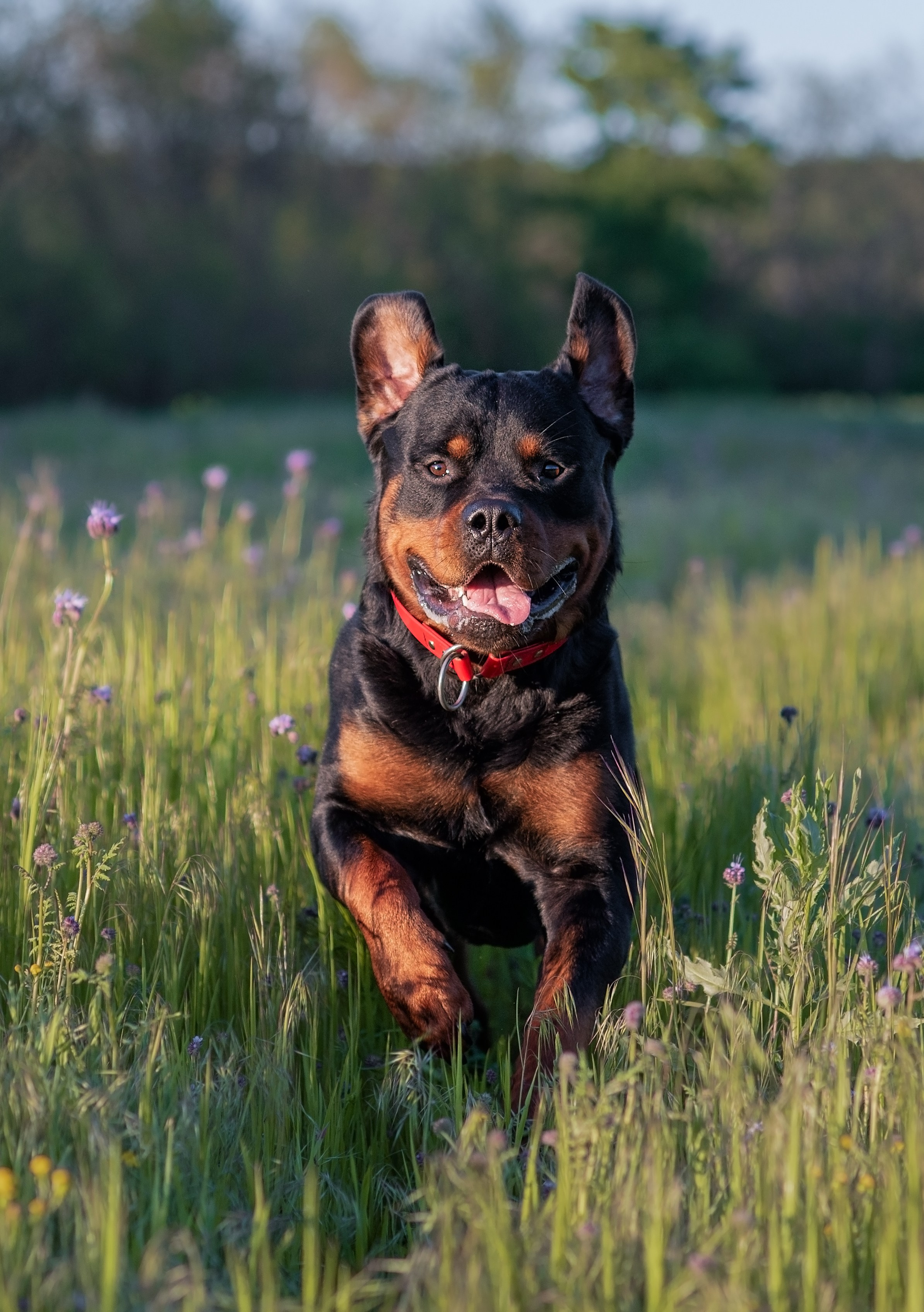 Кайрос. Фотограф анималист Ставрополь Яна Кудлай