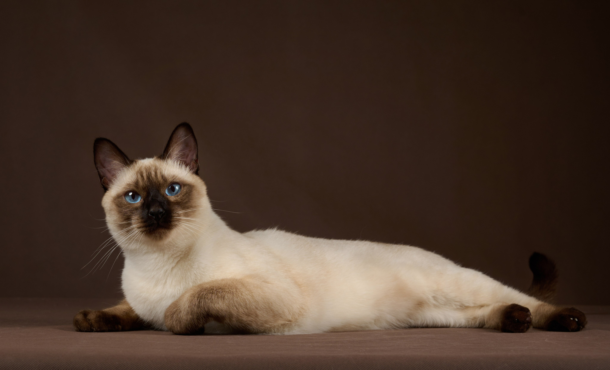 Котята в домашней студии. Фотограф анималист в Казани Алина Сулейманова. Фотограф животных