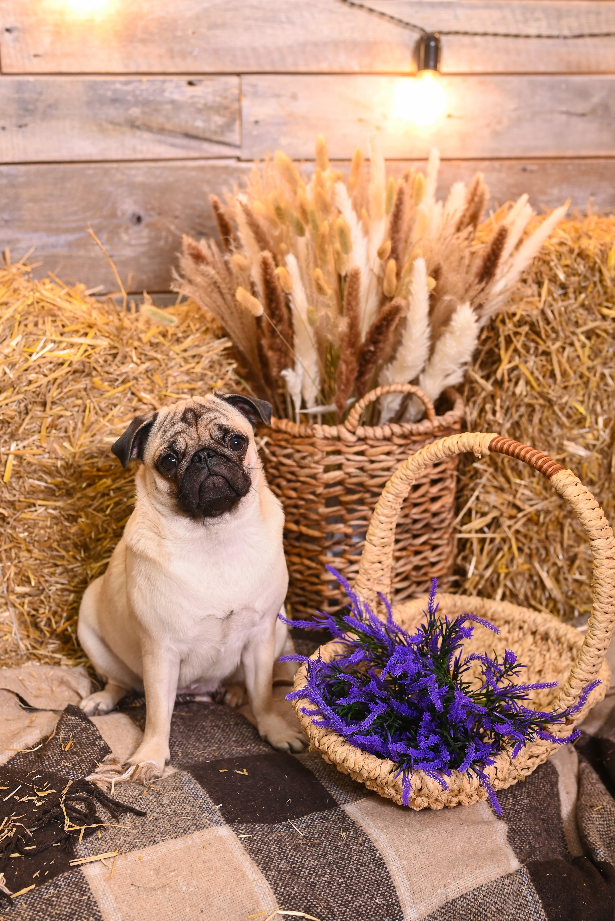 С Бонитой. Фотостудия Зефир. Фотосессии в студии под ключ. Москва. Семейные и детские фотосессии