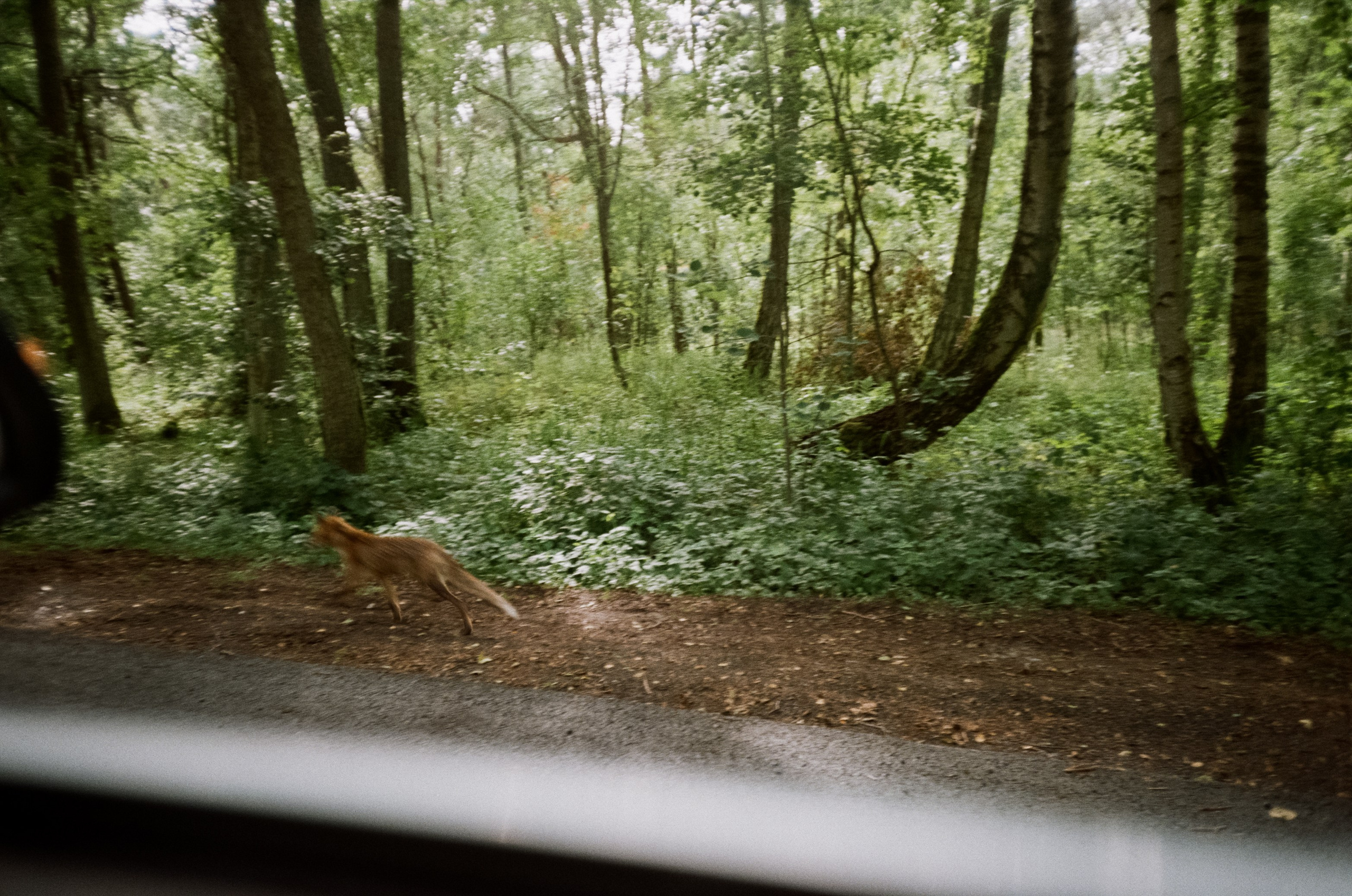 Танцующий лес на Куршской косе. Маяк и корабли в Балтийске. Фотограф-документалист Мария Осокина