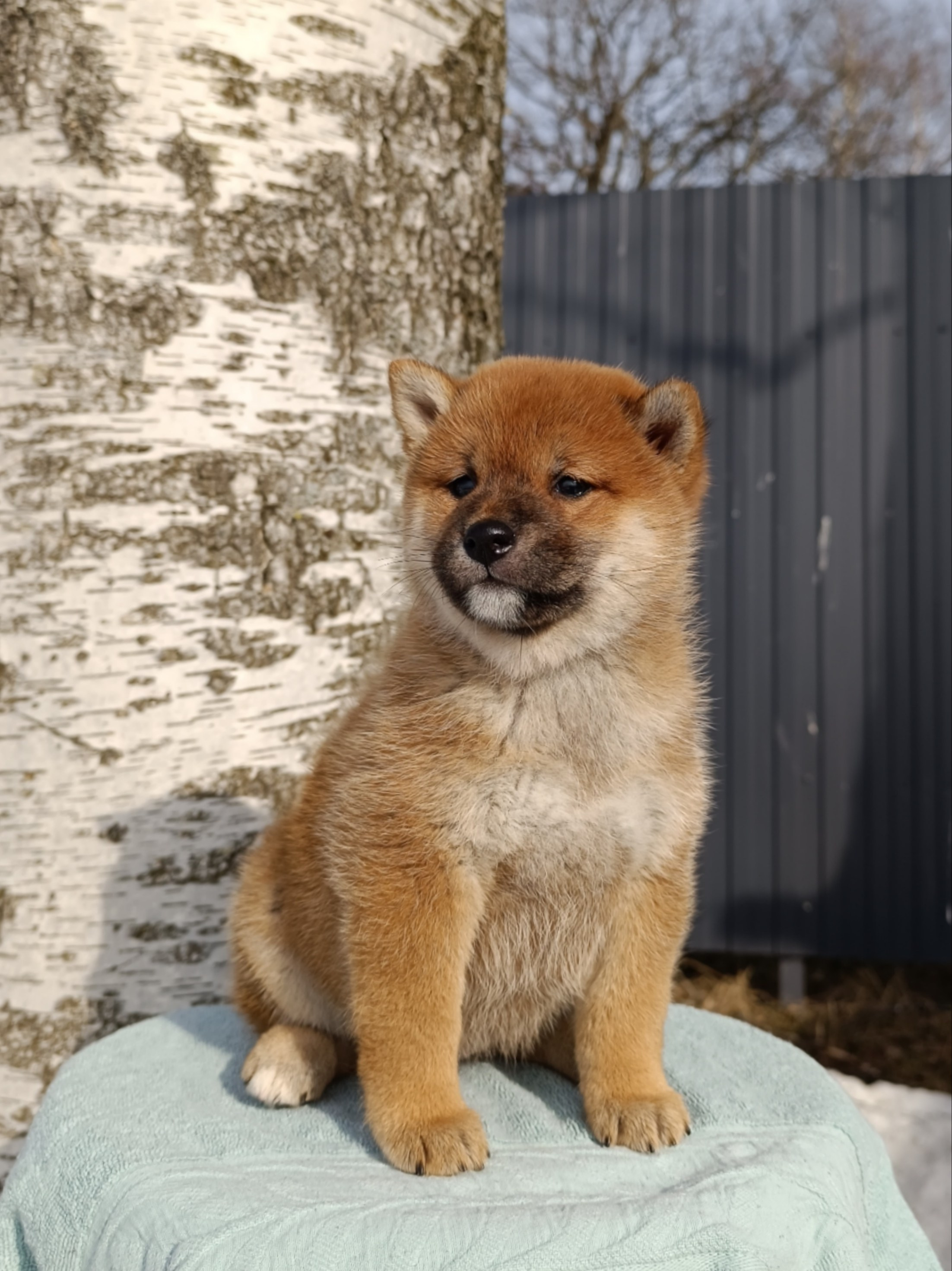 Сиба Rubylight Ellis питомник Рубилайт 