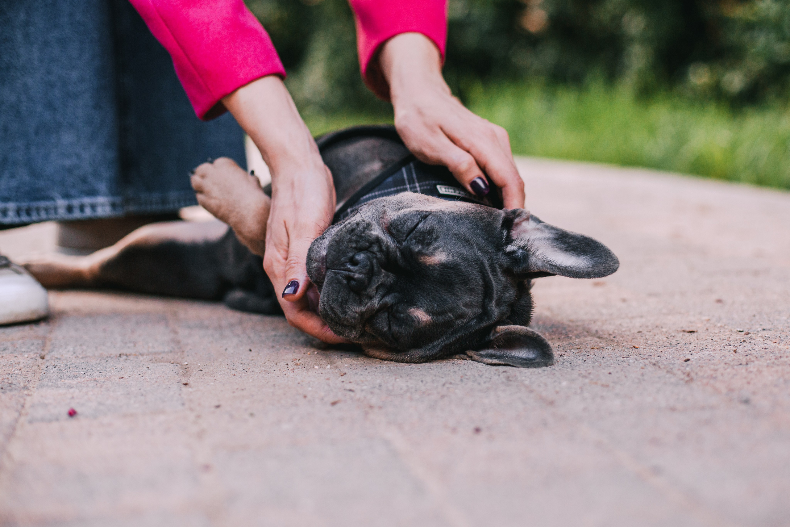 Даша и Мишель. Фотограф-анималист Татьяна Степанова