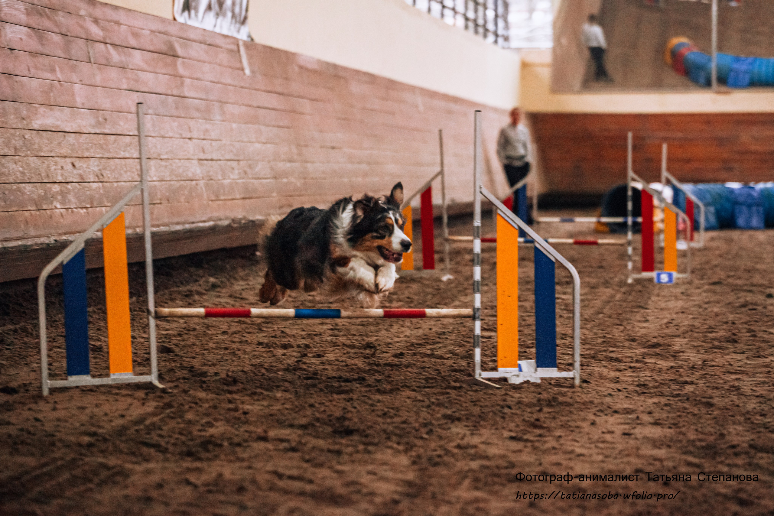 Соревнования по Аджилити 25.02.2024. Фотограф-анималист Татьяна Степанова