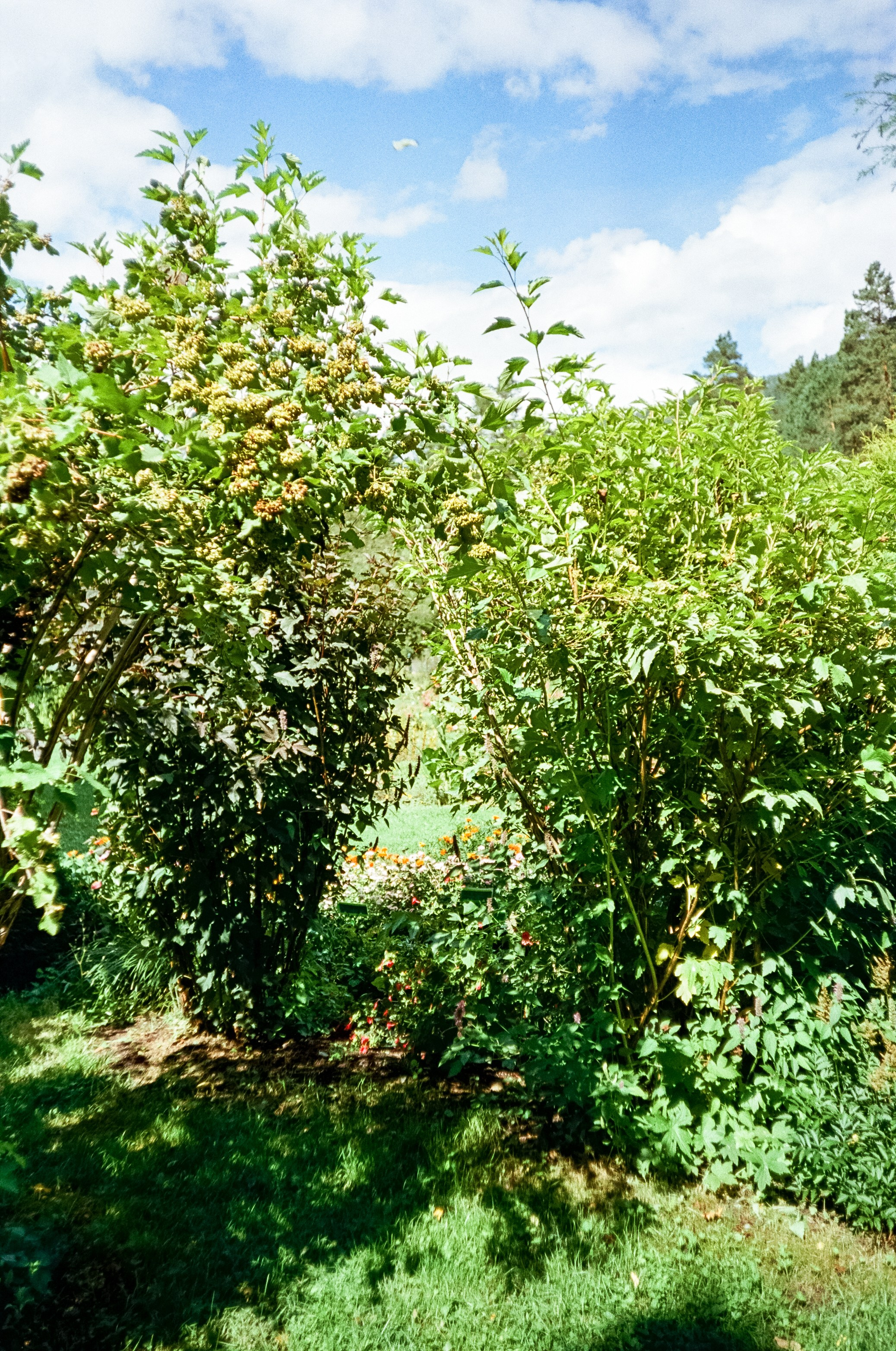 Ботанический сад и Шаманская поляна. Фотограф-документалист Мария Осокина