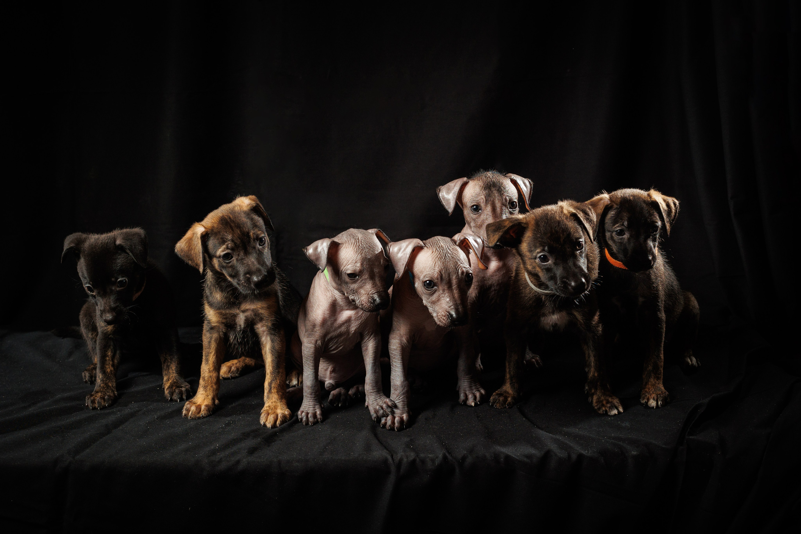 Фотосессия щенков фараоновой собаки. Свадебный и репортажный фотограф в Москве и Московской области