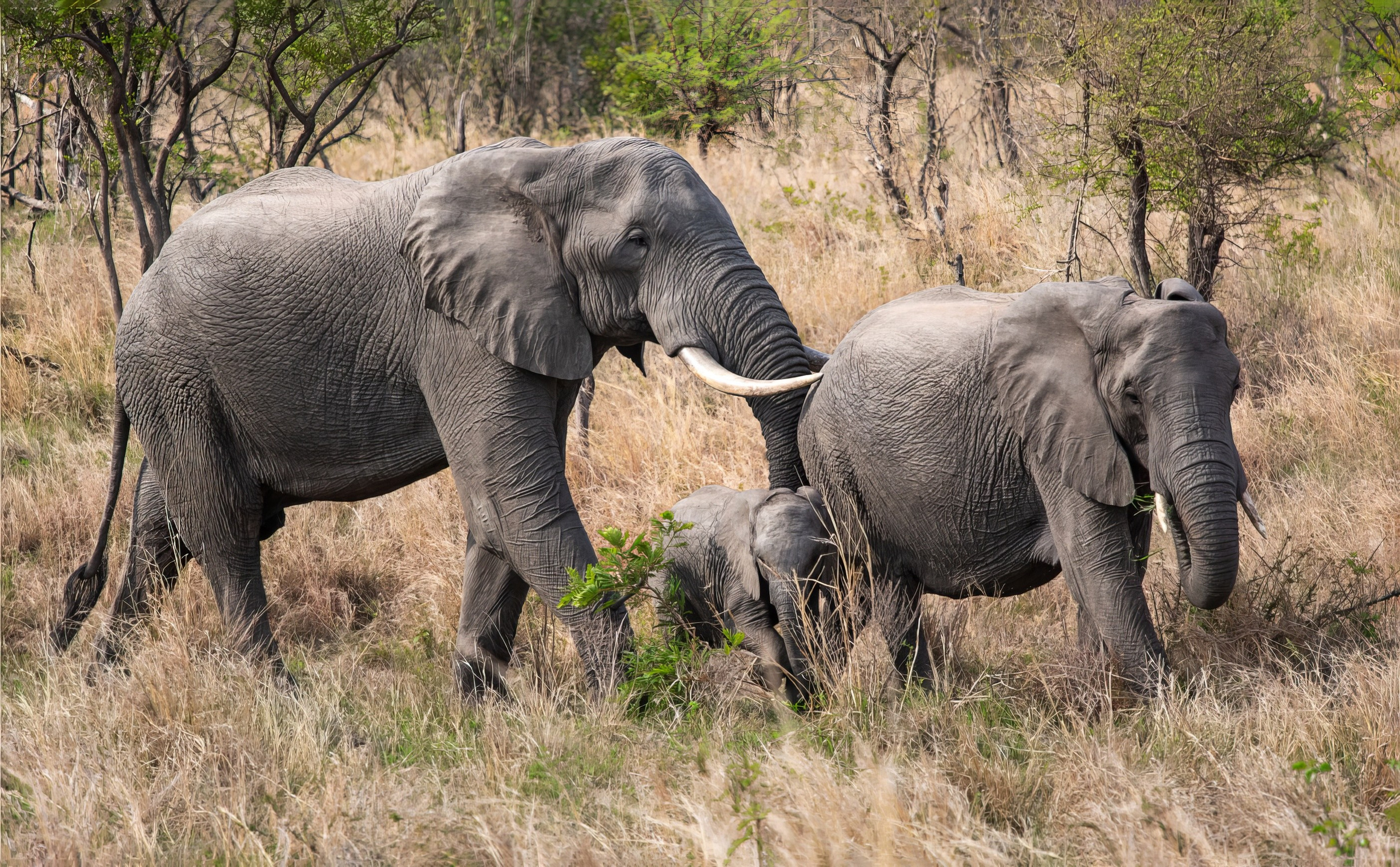 Сафари (ЮАР). Фотограф Владимир Остапенко
