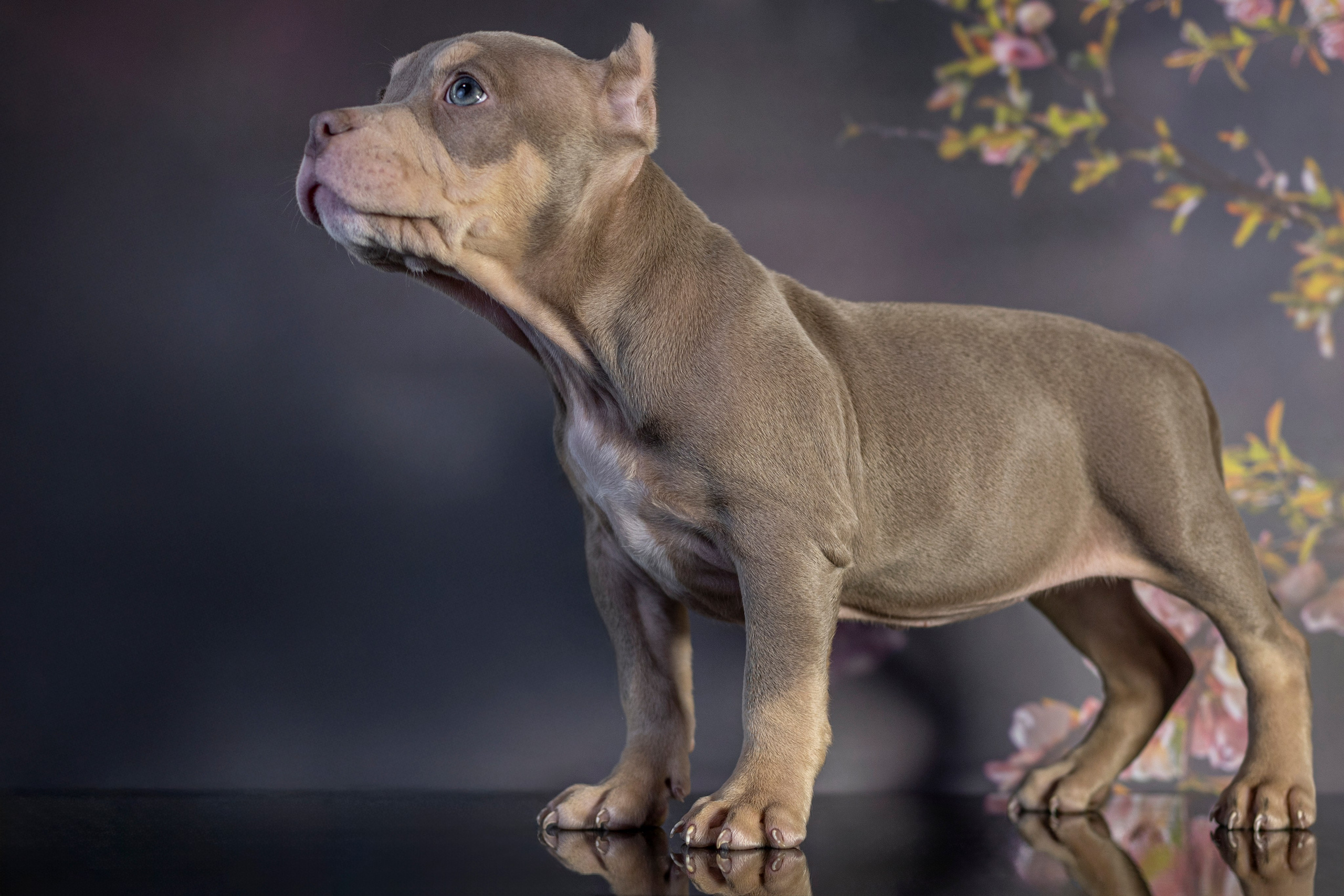 Щенки Булли. Фотограф анималист в Санкт-Петербурге Таша Крейв