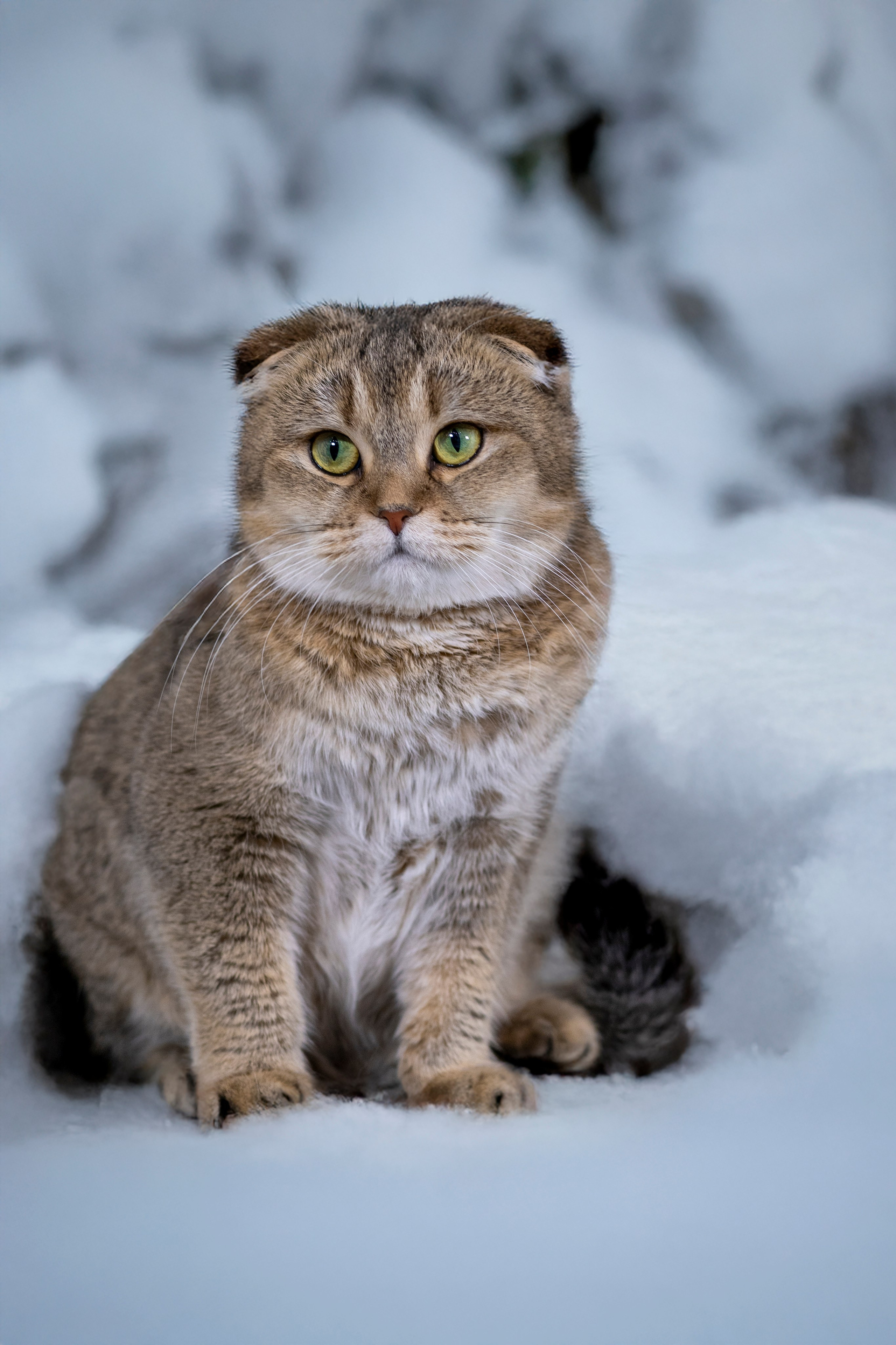 Передержка котиков. Фотограф анималист в Санкт-Петербурге Таша Крейв