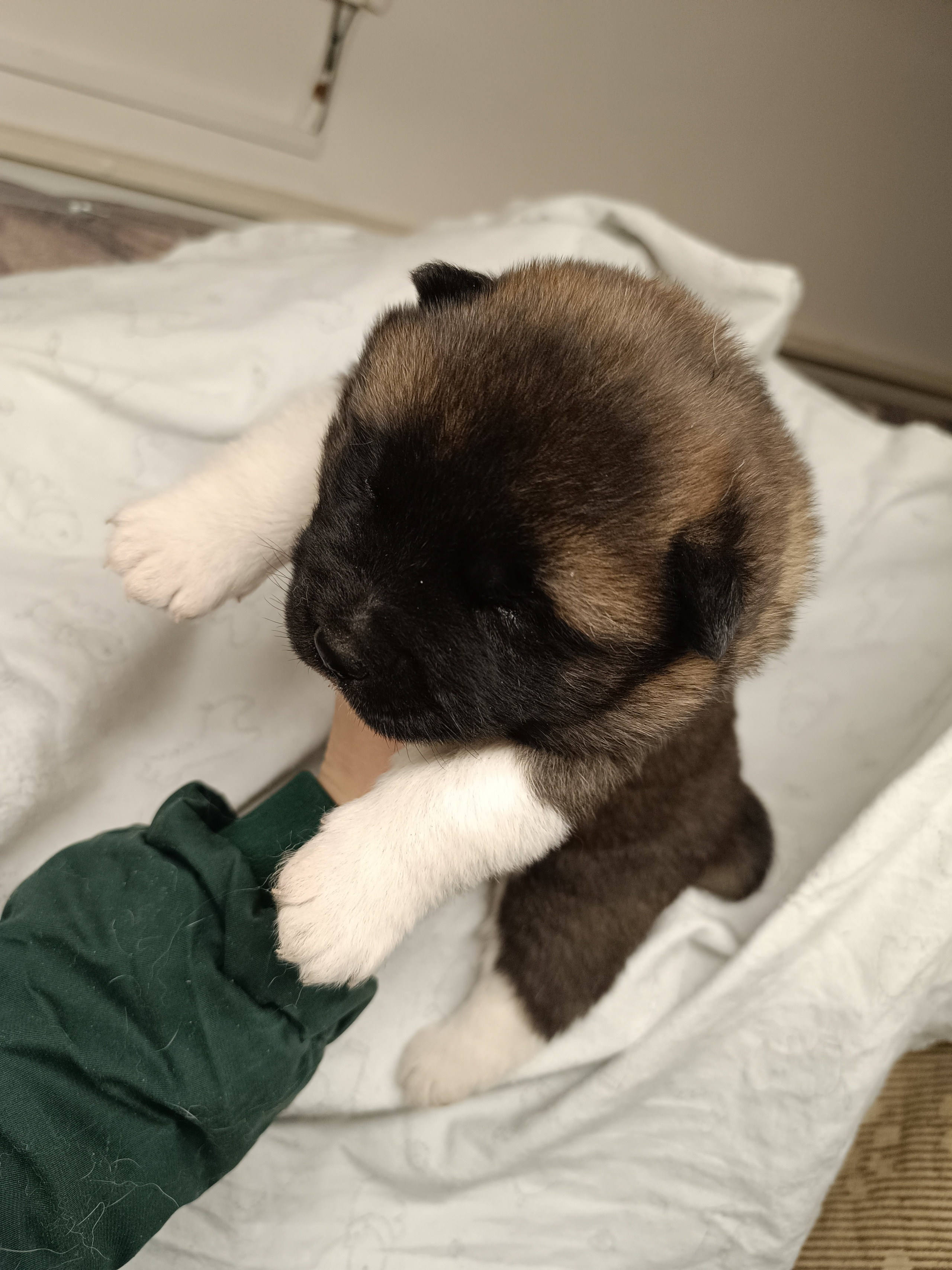 Американская акита  щенки питомник Санкт-Петербург клубные щенки Американская акита питомник RUBYLIGHT Рубилайт купить щенка американской акиты