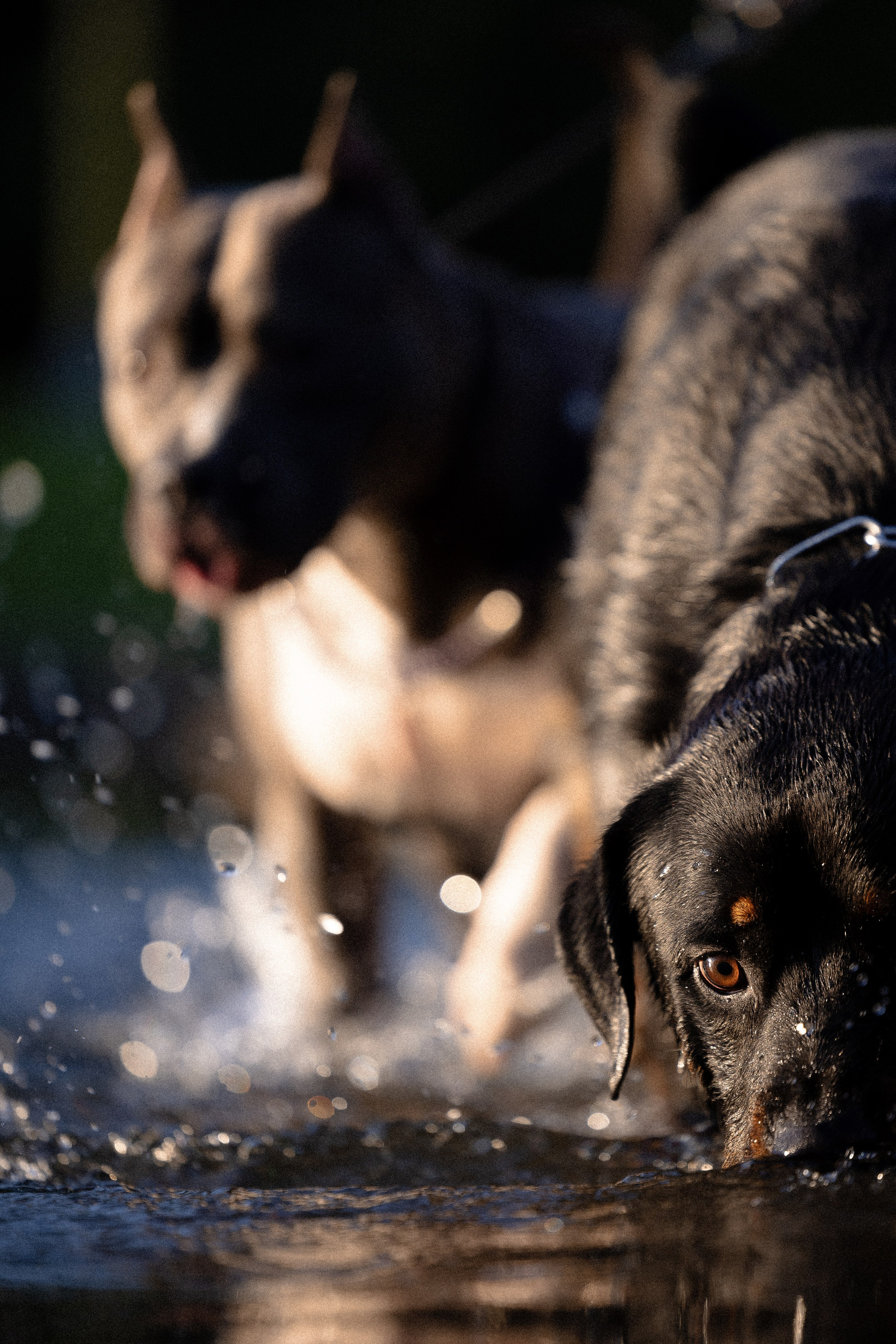 Катя, Леша, Лея и Трой. Фотограф и видеограф анималист Аганина Дарья