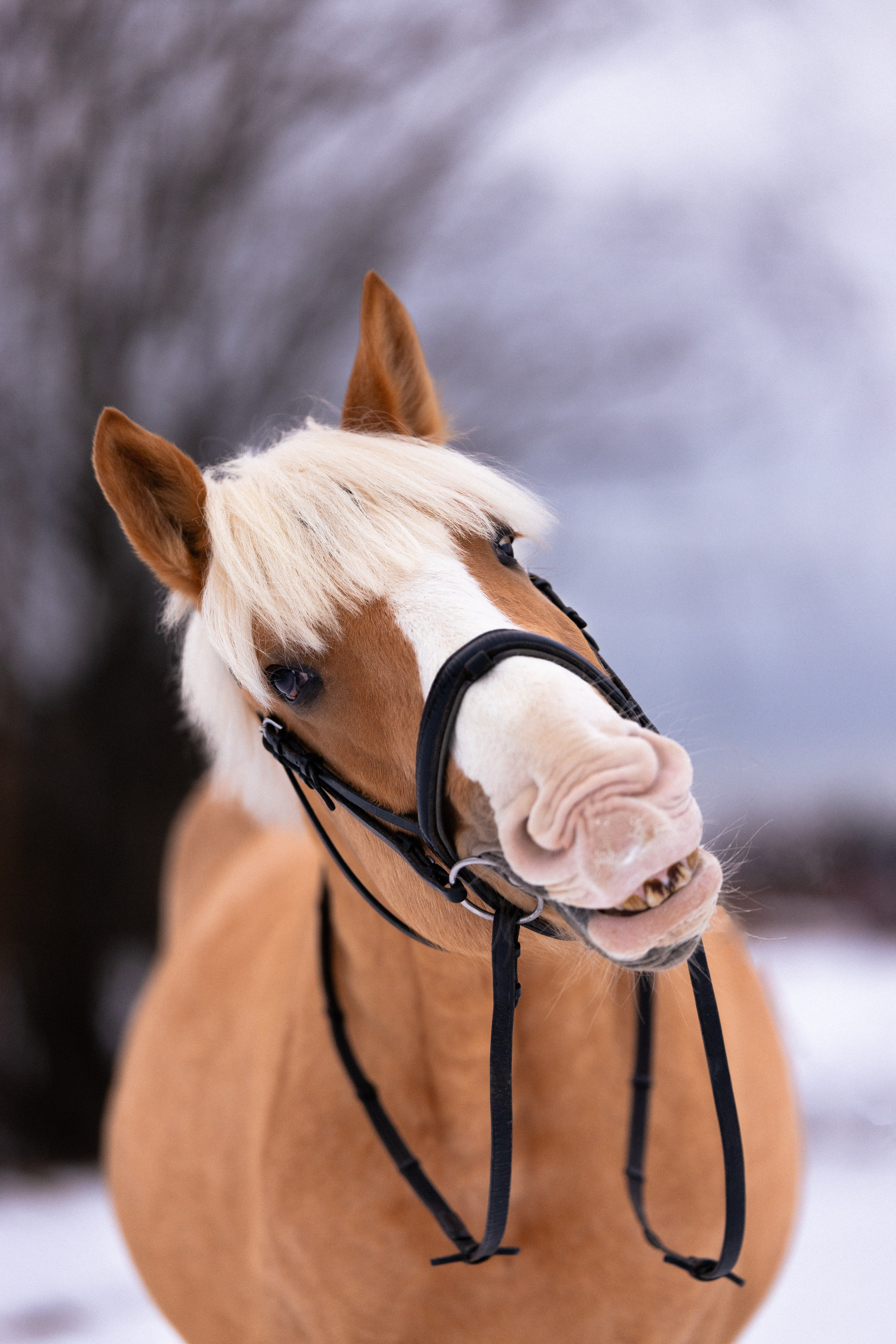 Бейкер. Фотограф и видеограф анималист Аганина Дарья