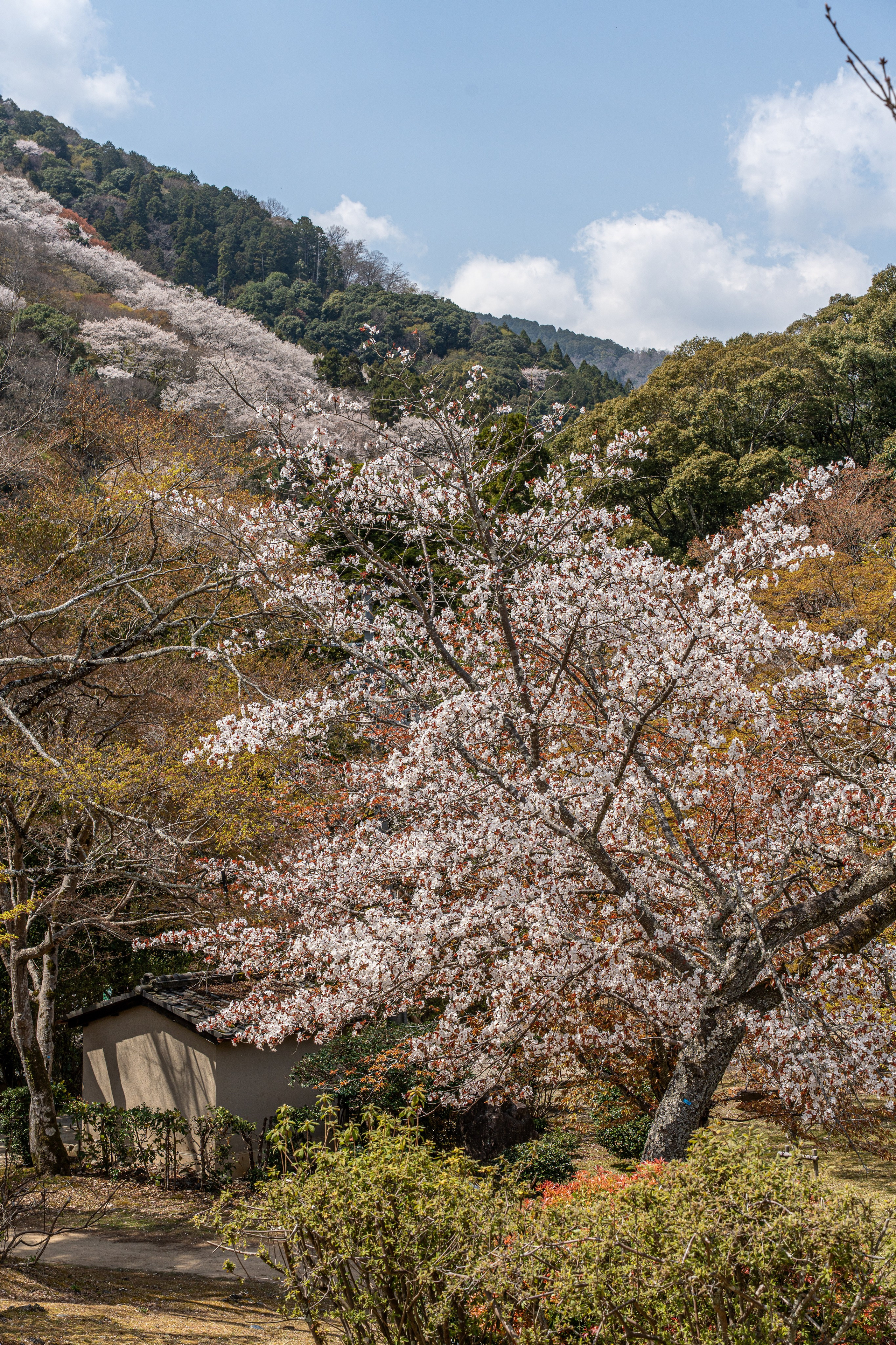 Япония, сакура. Творческие сьемки