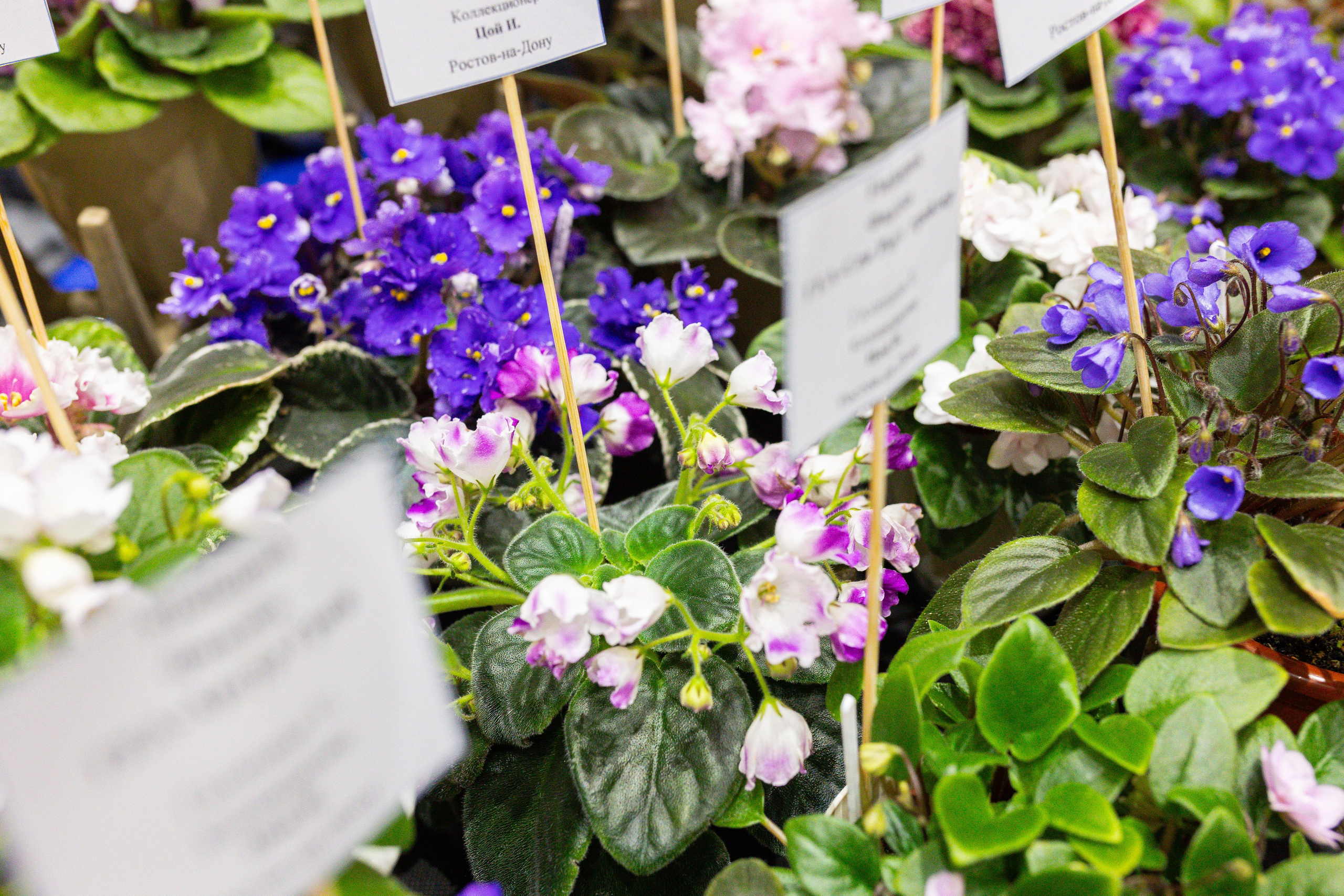 Монстериум 11–12 октября. Александра Куликова фотограф, Москва