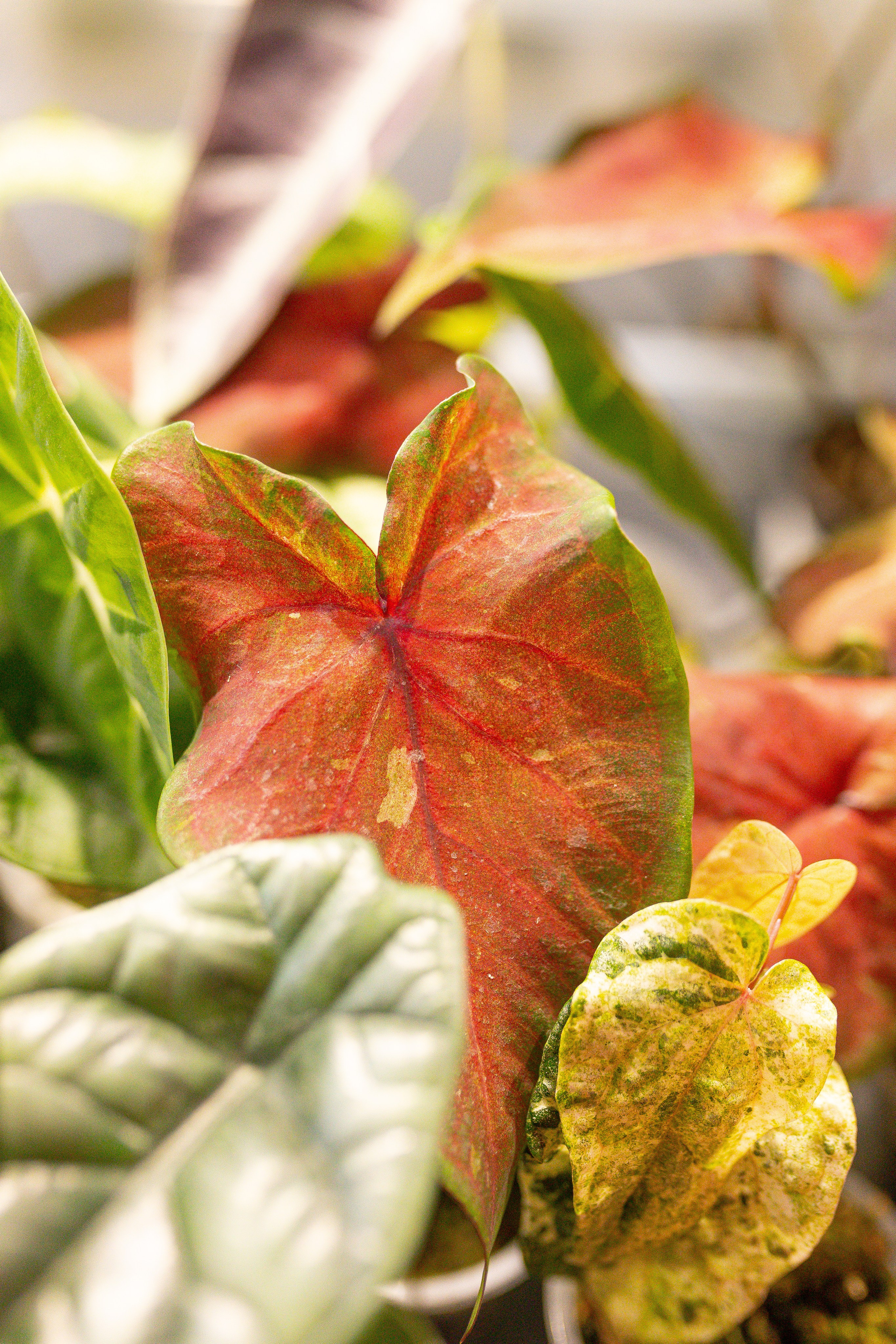 Ярмарка Green Rare 20.09.25. Александра Куликова фотограф, Москва