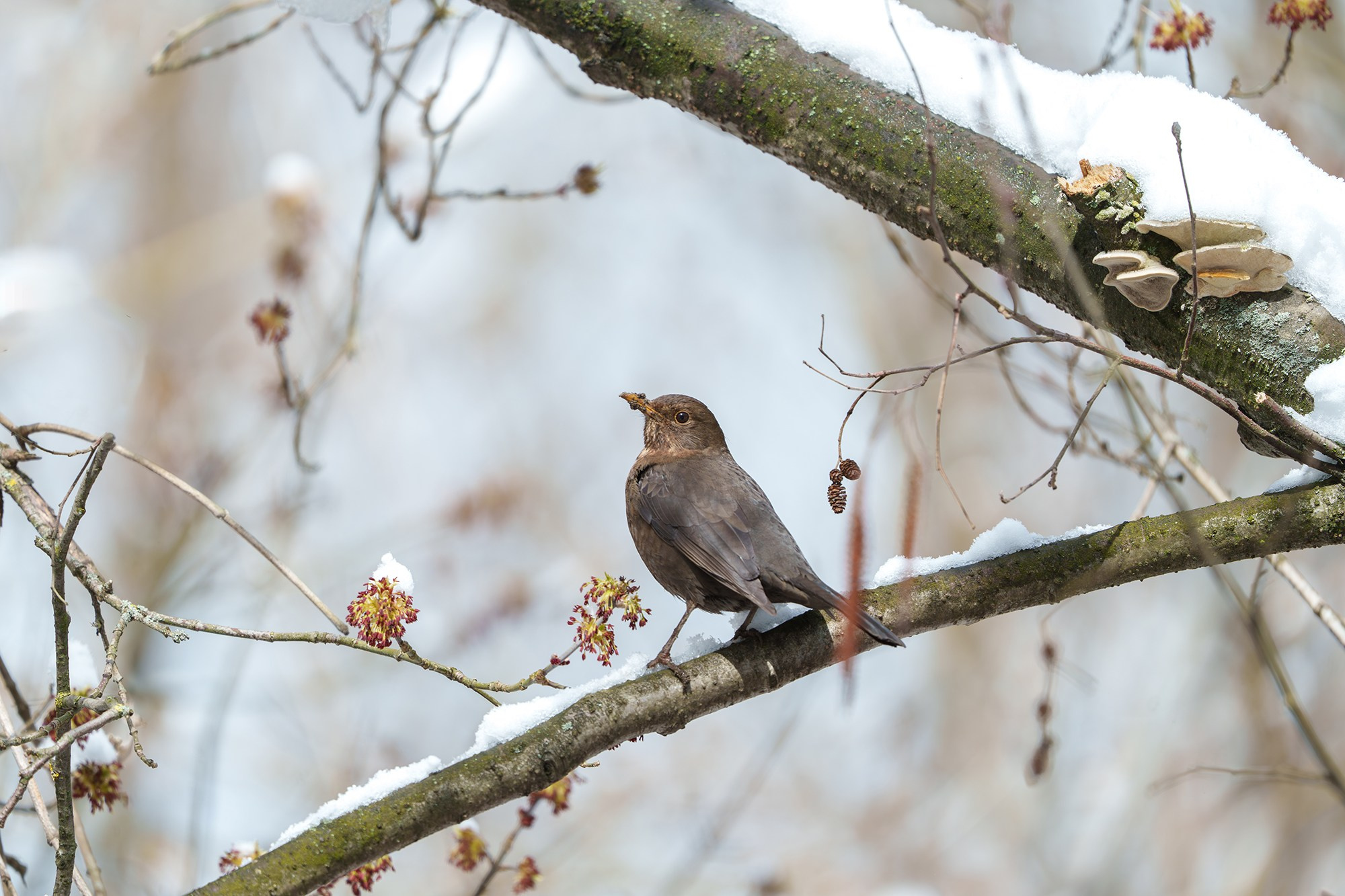 Удивительные мир птиц. Вокруг нас столько прекрасного — присмотритесь!. Ваш личный фотограф Марина Волкова