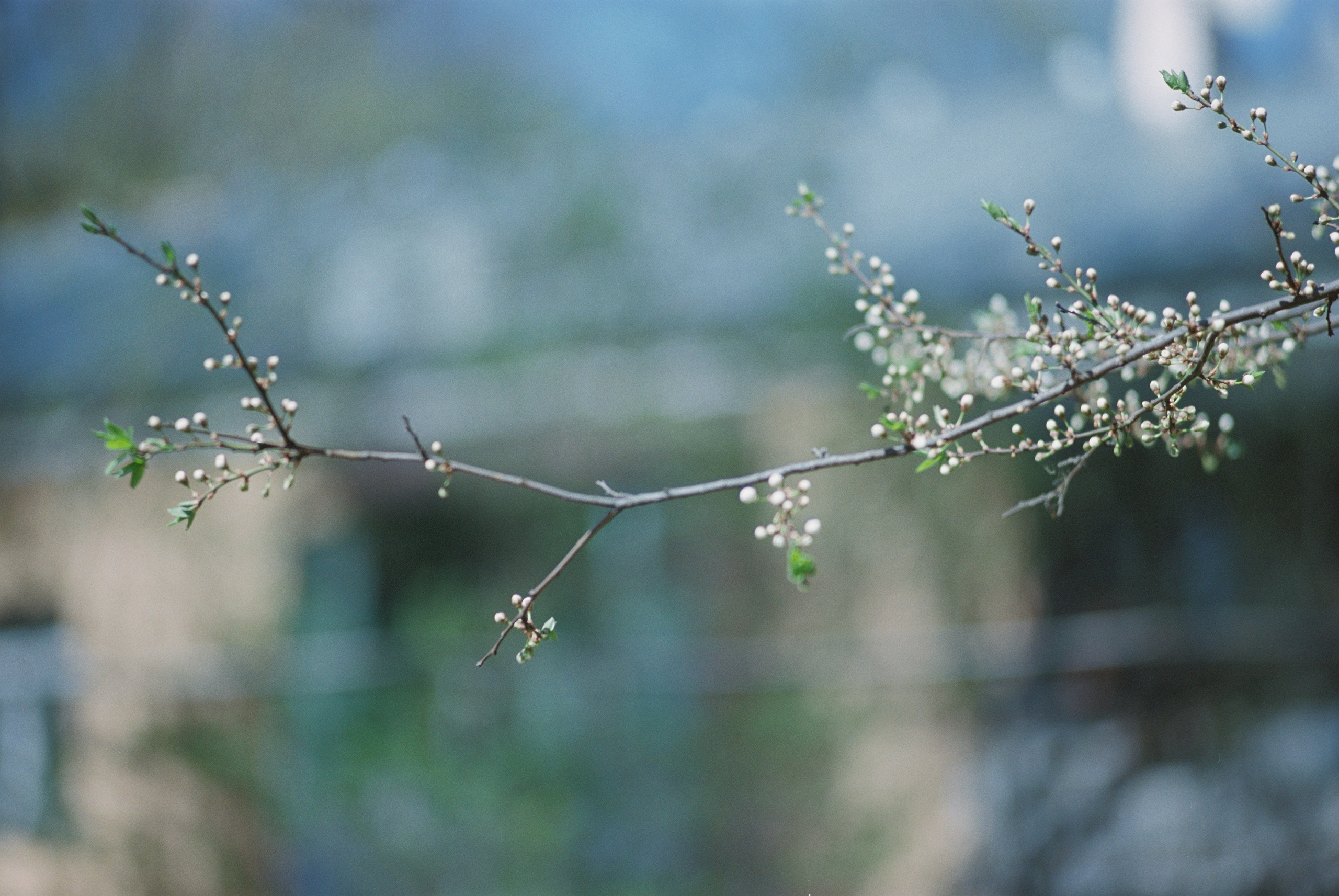 Плёнки. Кира Кечекьян — фотограф в Москве