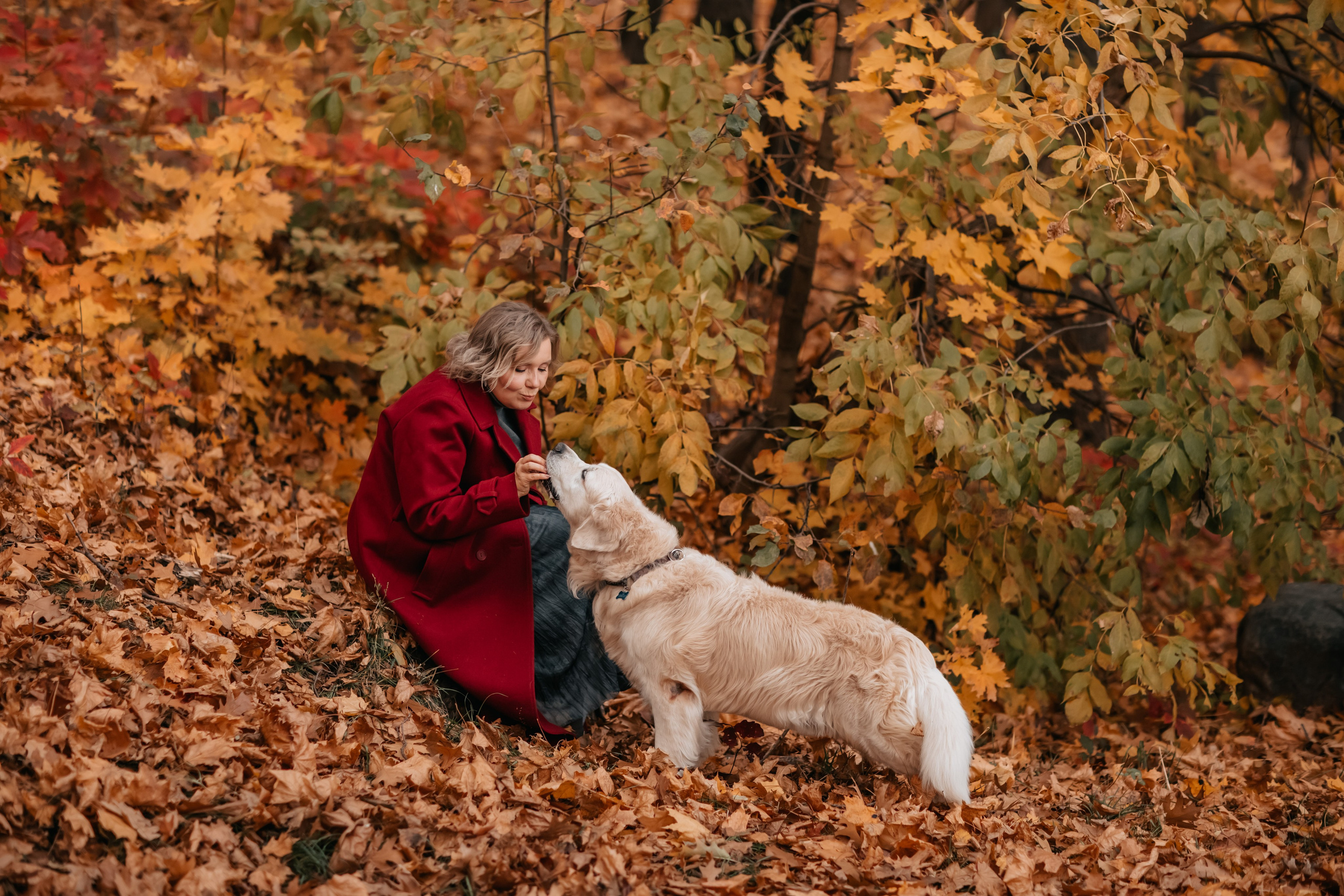 Рэм и семья, прогулка в осеннем парке. Семейный фотограф анималист Мария Крючкова