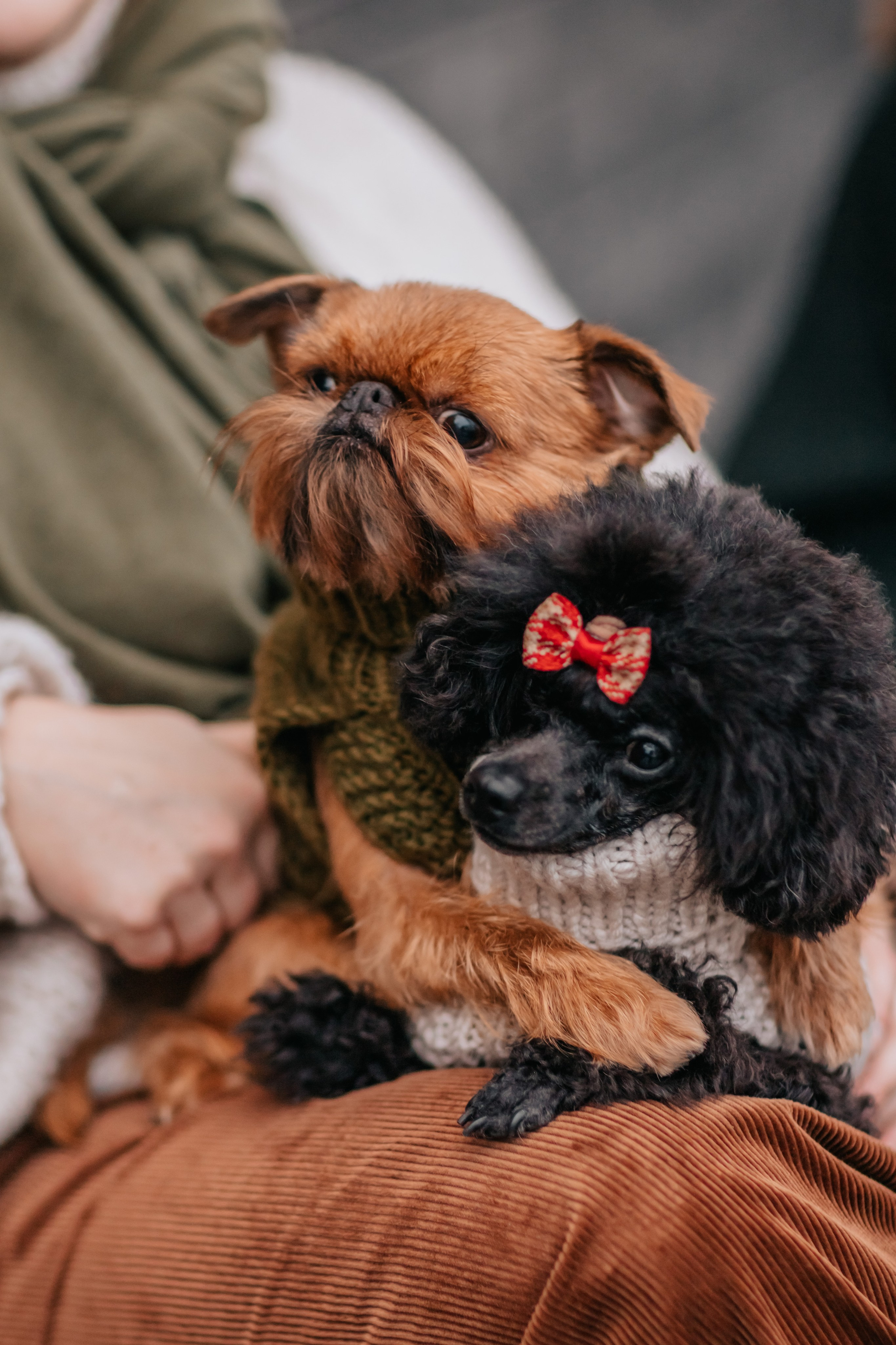 Алла, Евгения, Чаплин, Лиза и Дюшес, осенняя прогулка. Семейный фотограф анималист Мария Крючкова