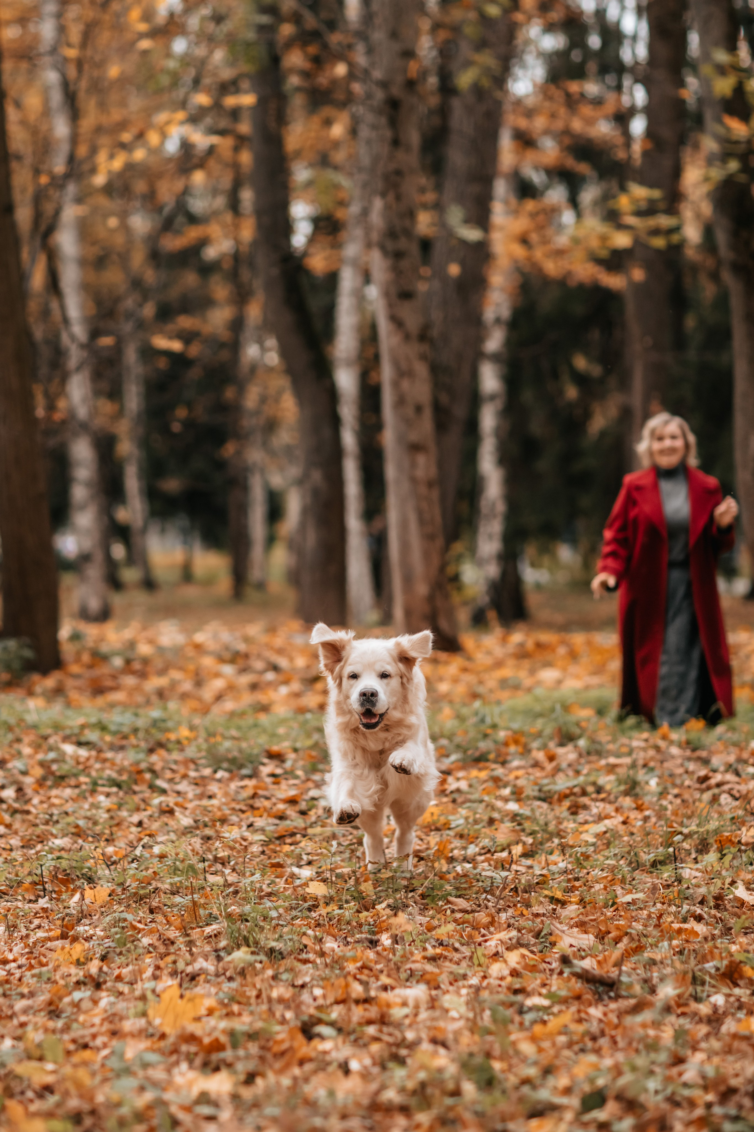 Рэм и семья, прогулка в осеннем парке. Семейный фотограф анималист Мария Крючкова