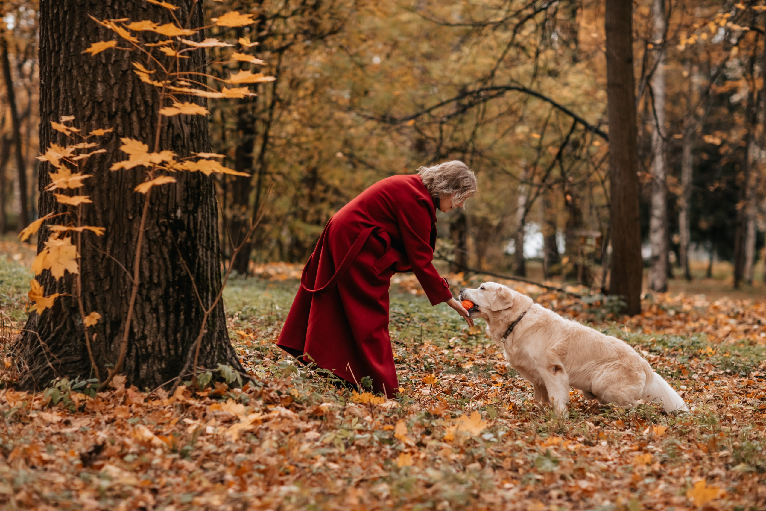 Рэм и семья, прогулка в осеннем парке. Семейный фотограф анималист Мария Крючкова