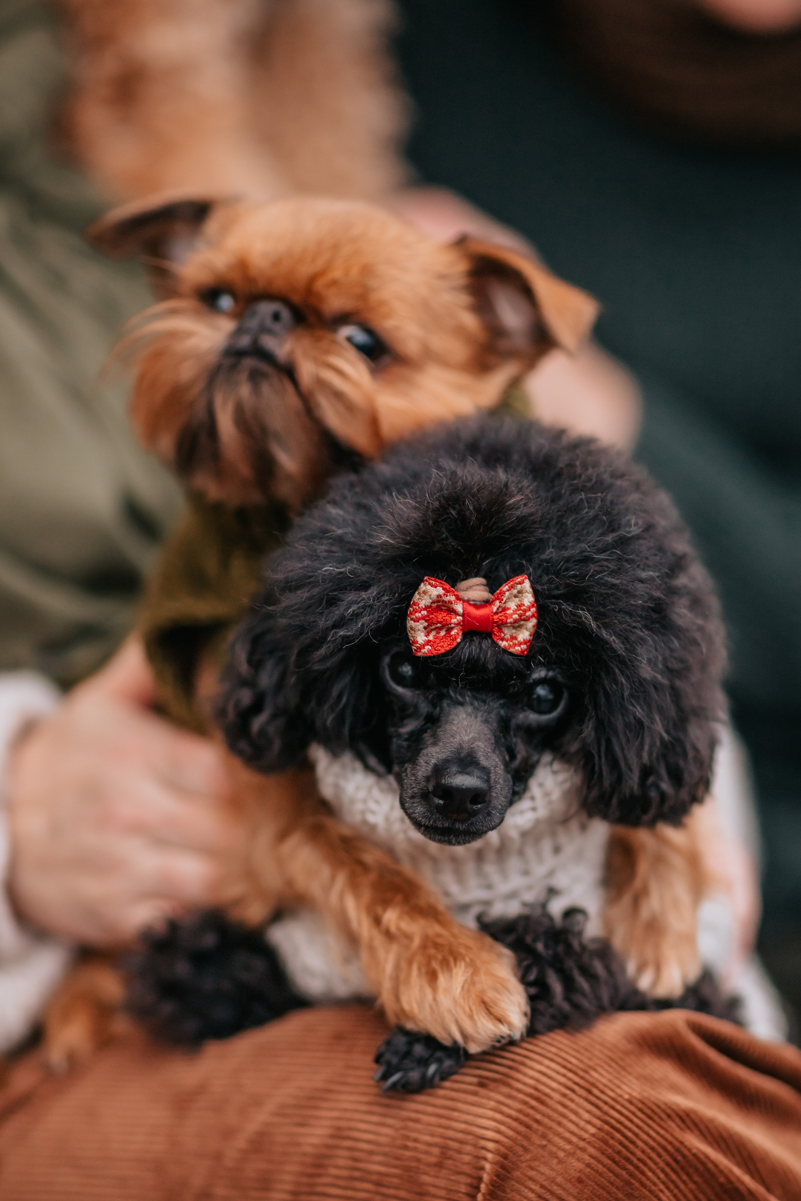 Алла, Евгения, Чаплин, Лиза и Дюшес, осенняя прогулка. Семейный фотограф анималист Мария Крючкова