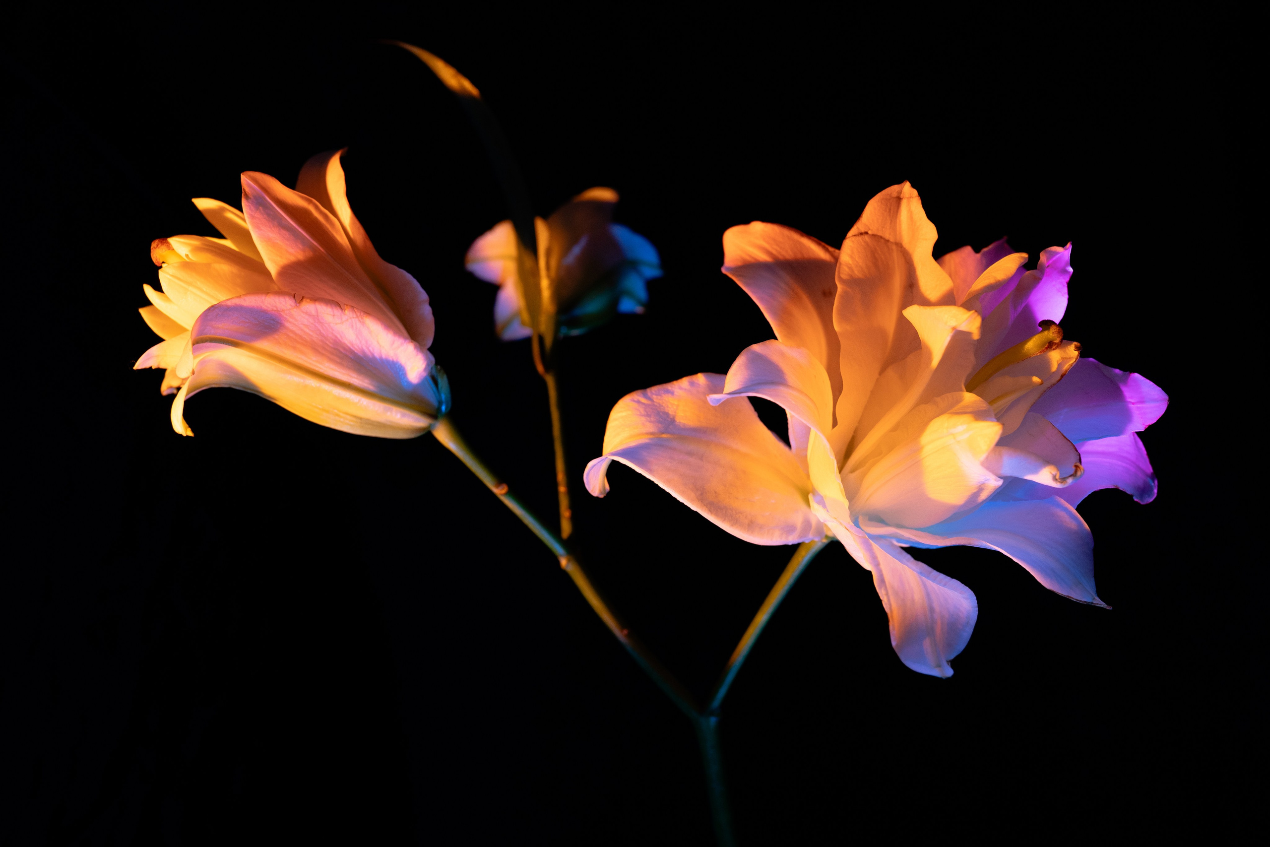 Shades of Bloom. Фотограф в Алматы Анастасия Новоселова