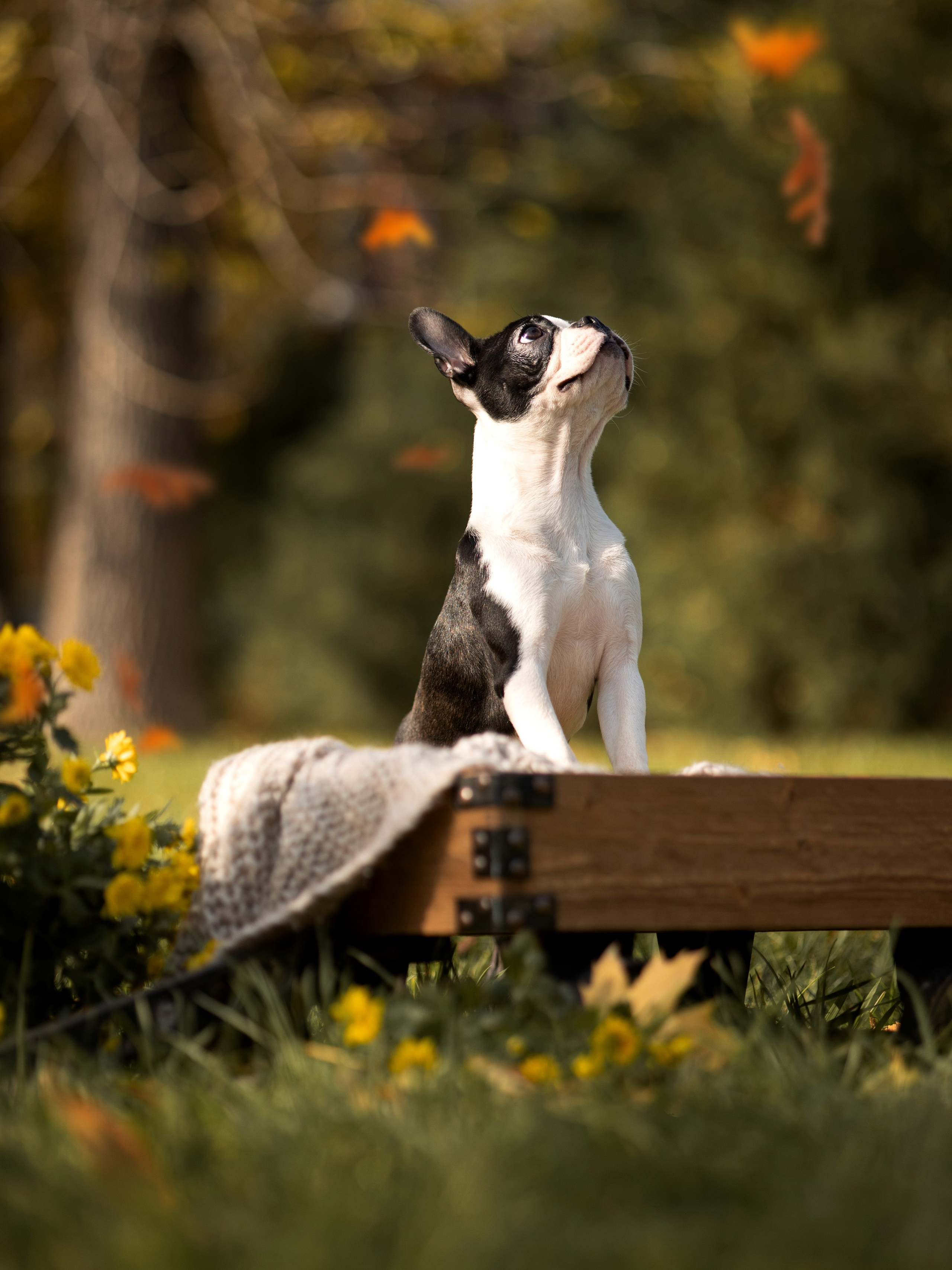 Щенки бостики. Главная