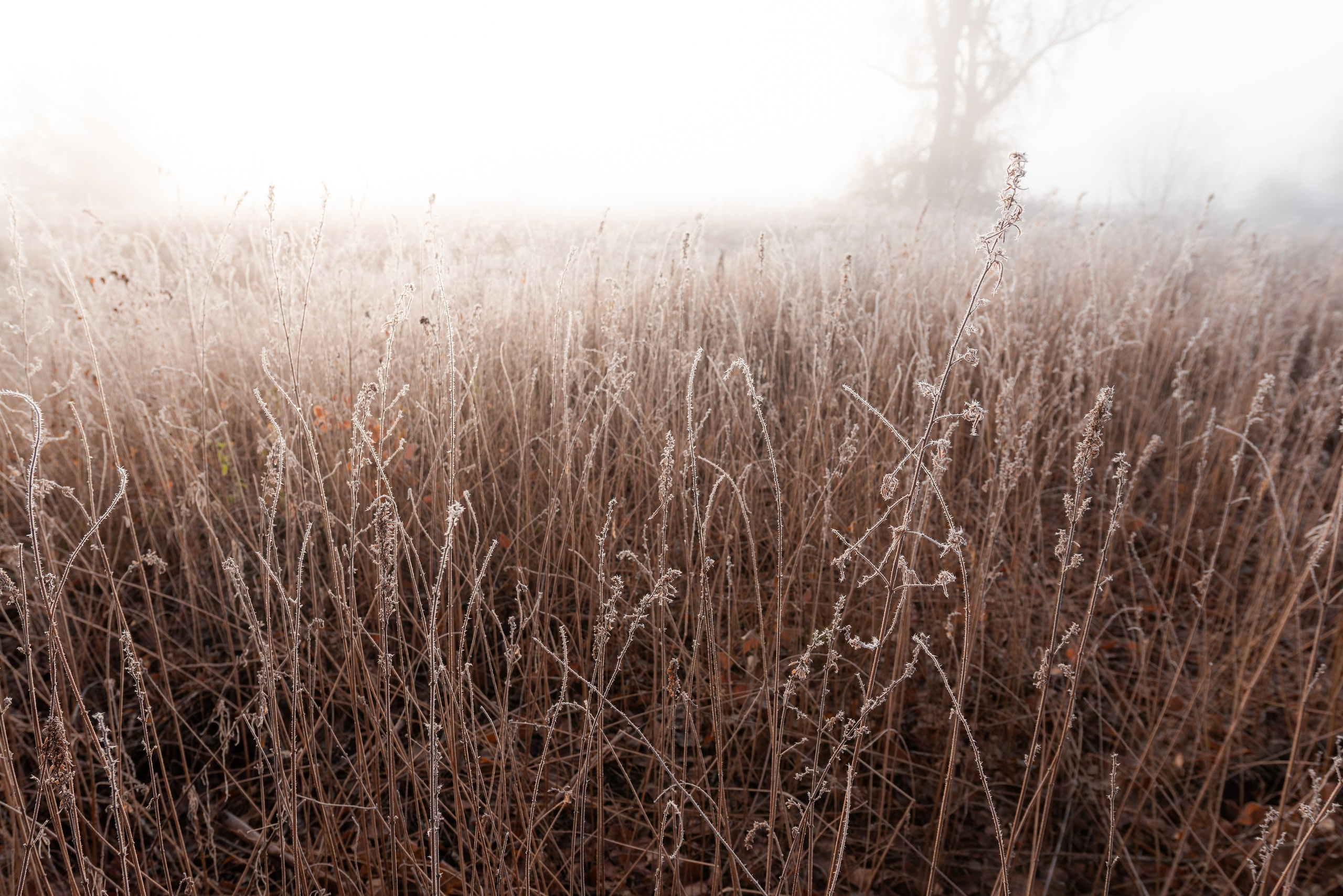 Фотографии утреннего тумана под Волжским. Фотограф в Волгограде и Волжском Александр Горбань