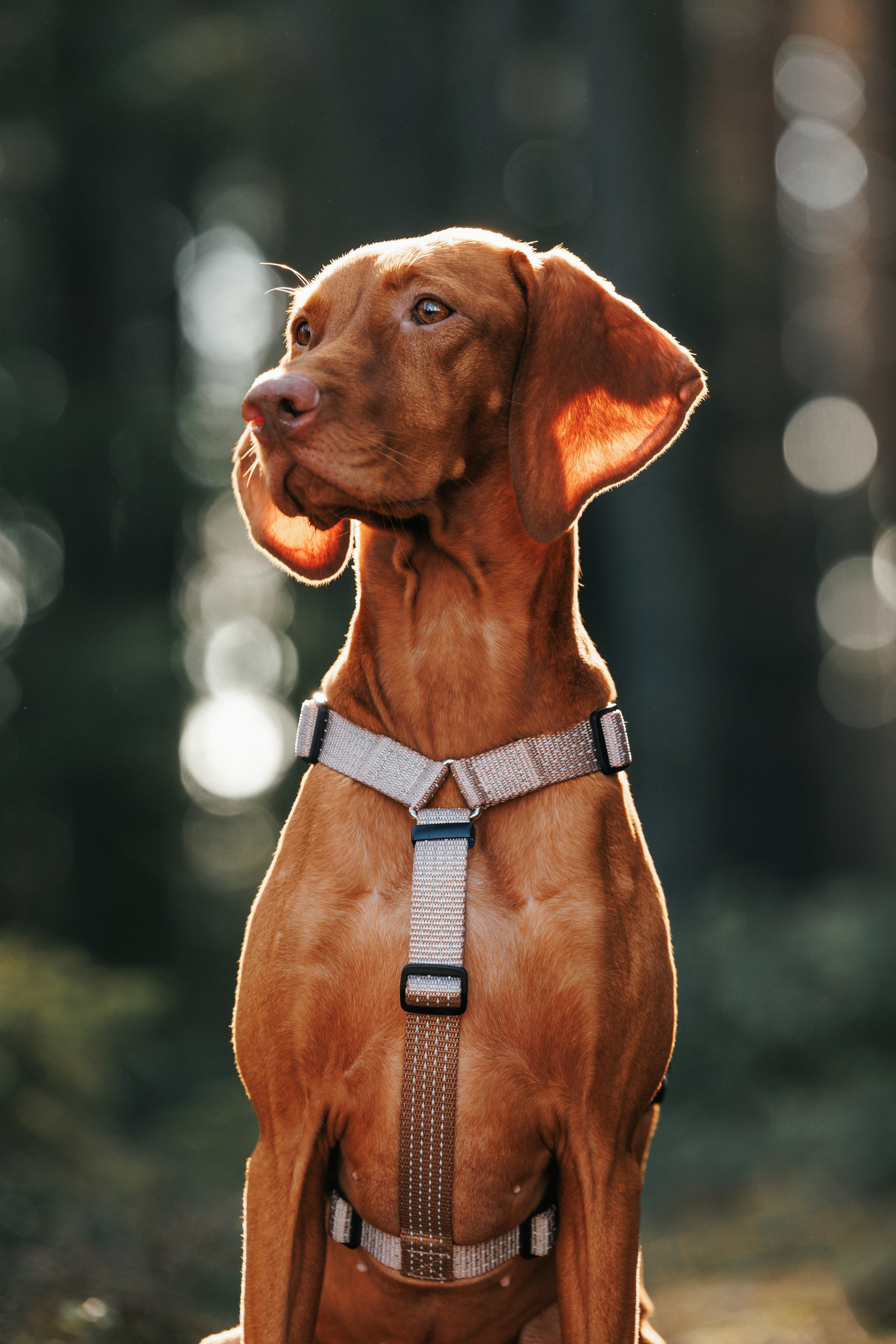 Шлейки Petforta. Фотограф анималист Осипчикова Мария