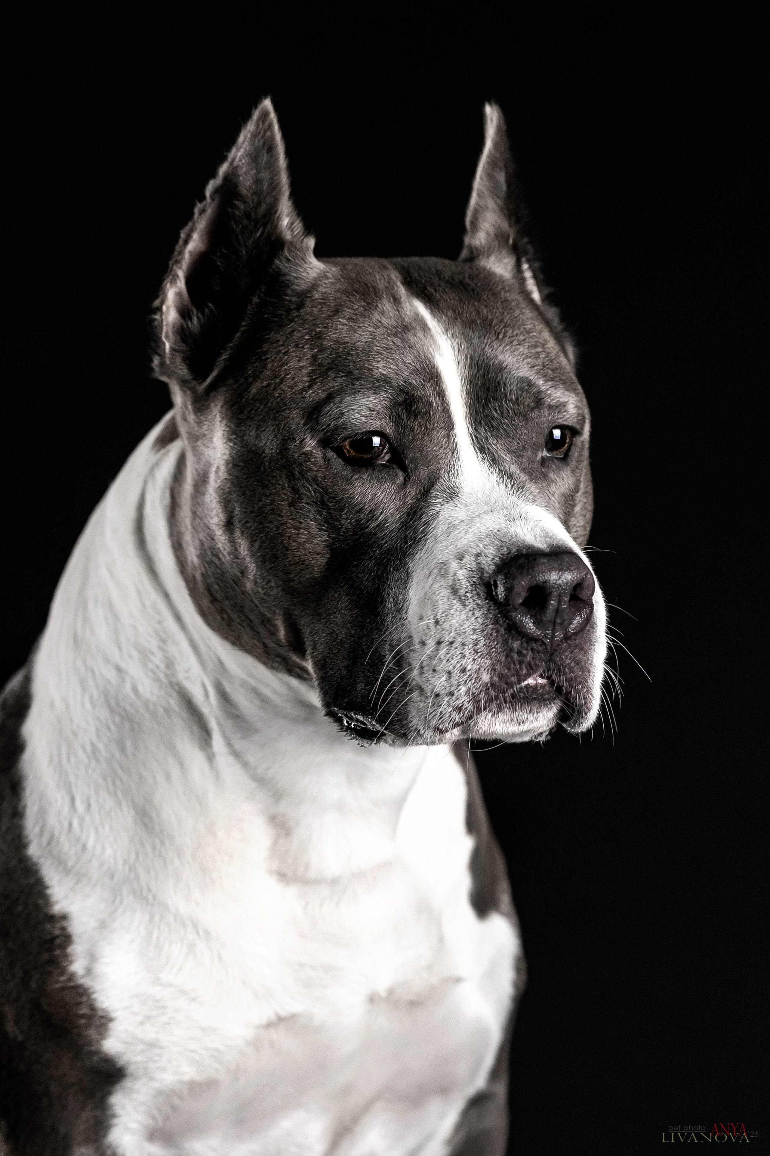 Дэля. Фотограф анималист Аня Ливанова | Рыбинск