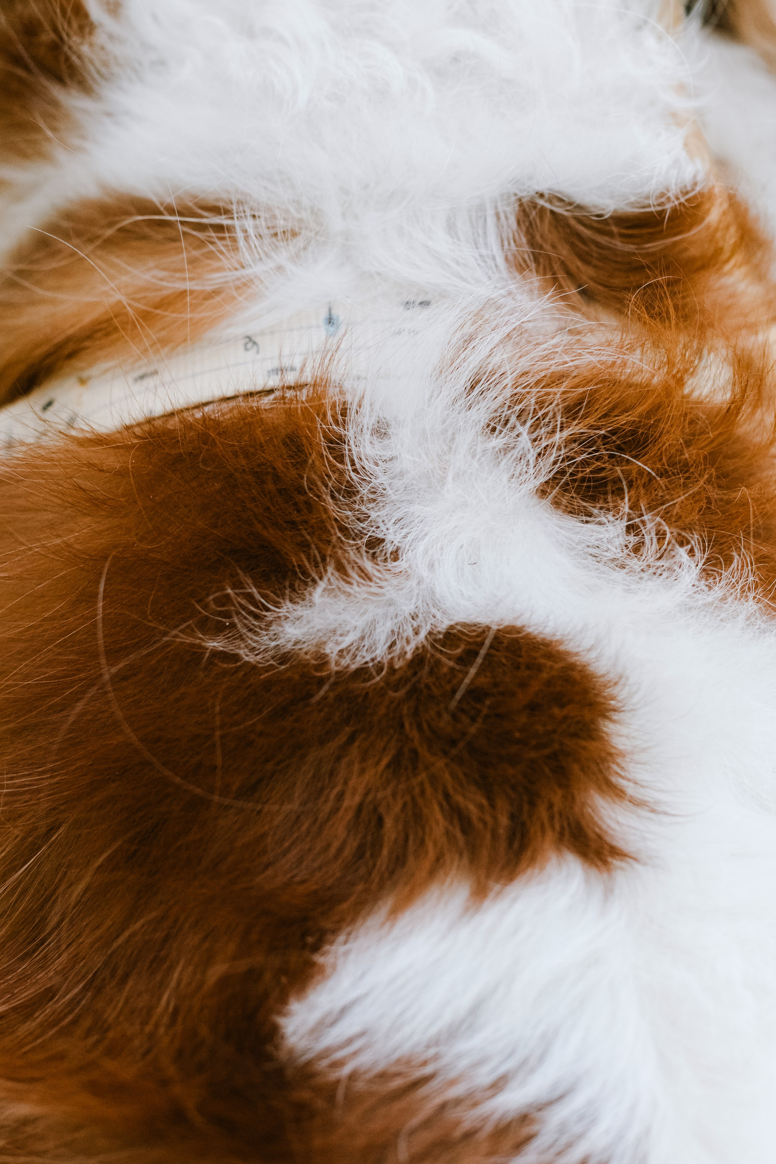 Фотопрогулка на бульваре. Фотограф-анималист Татьяна Степанова