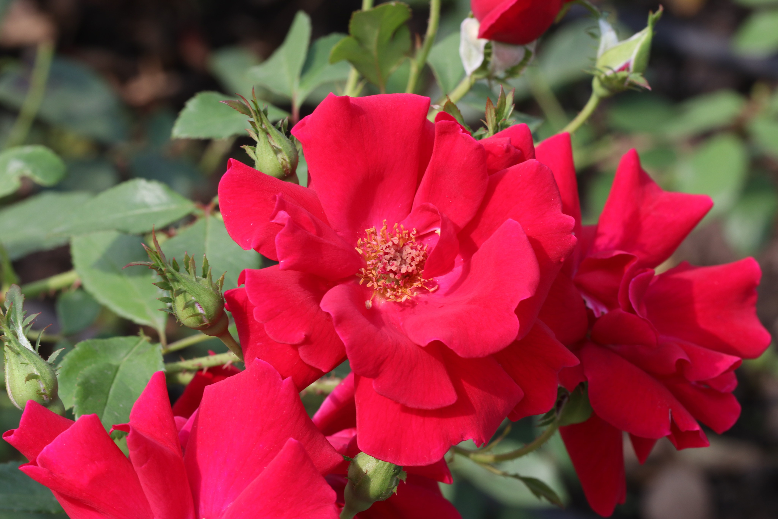 Долина роз в Кисловодске. Фото-художник и Репортажный фотограф Николаев Александр Алексеевич