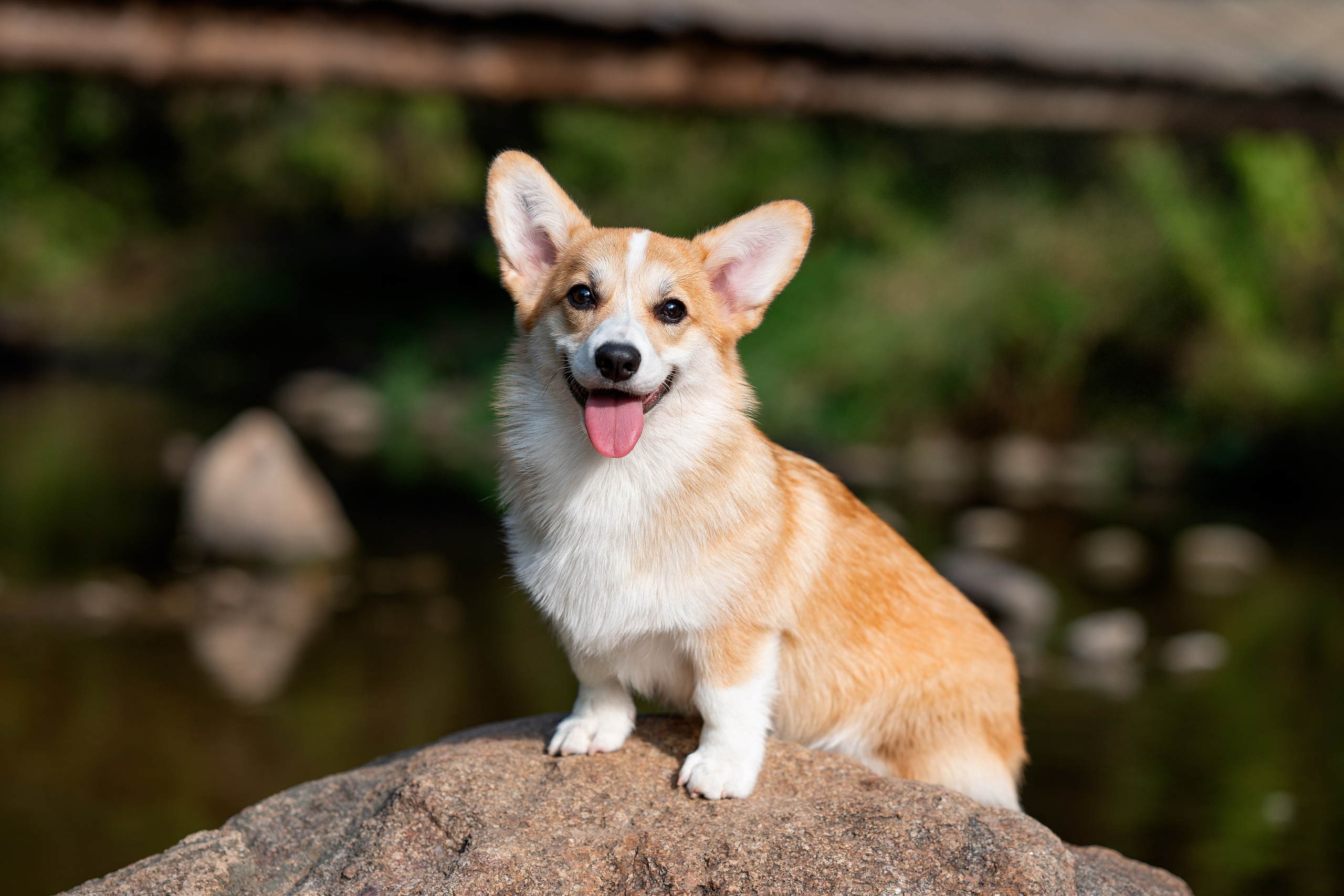 Заводчик Ольга Кушкина. Творческий фотограф Вологда