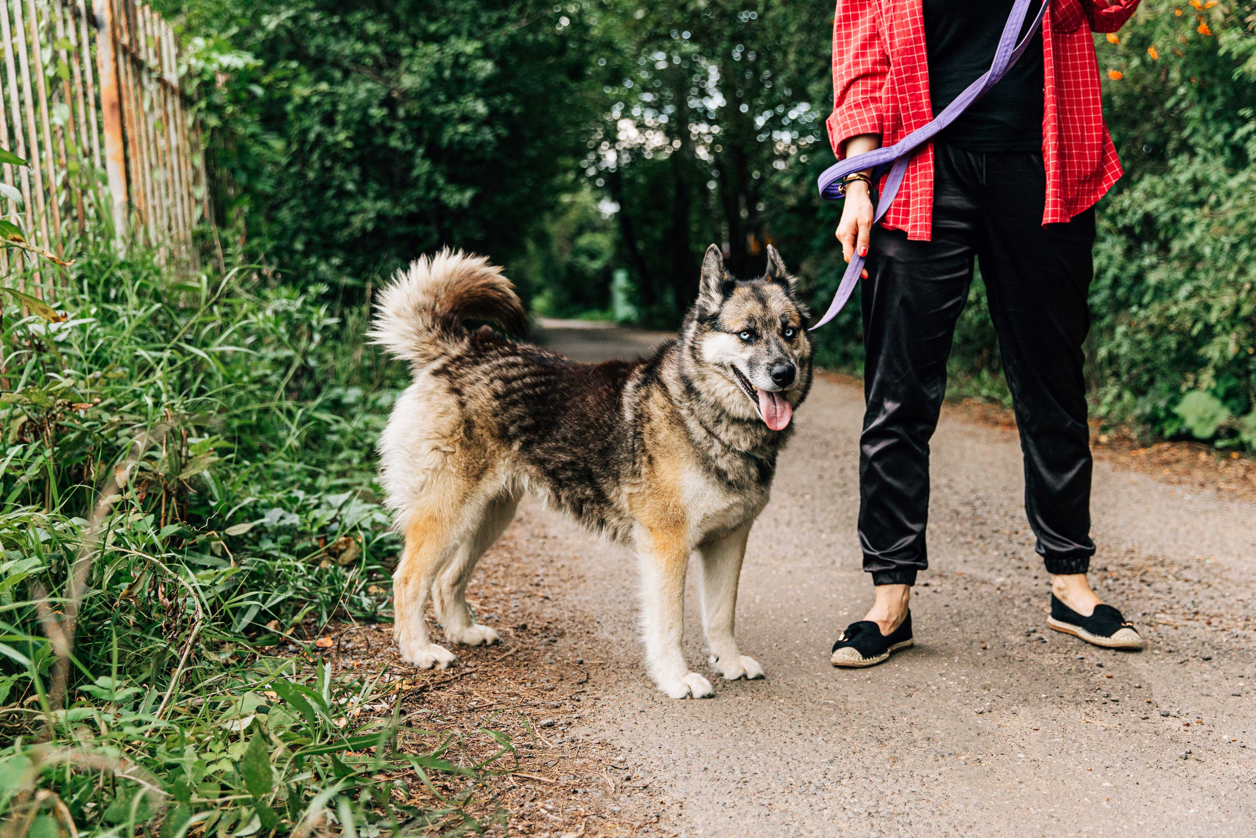 Скай. Фотограф-анималист в Москве Соломонова Варвара