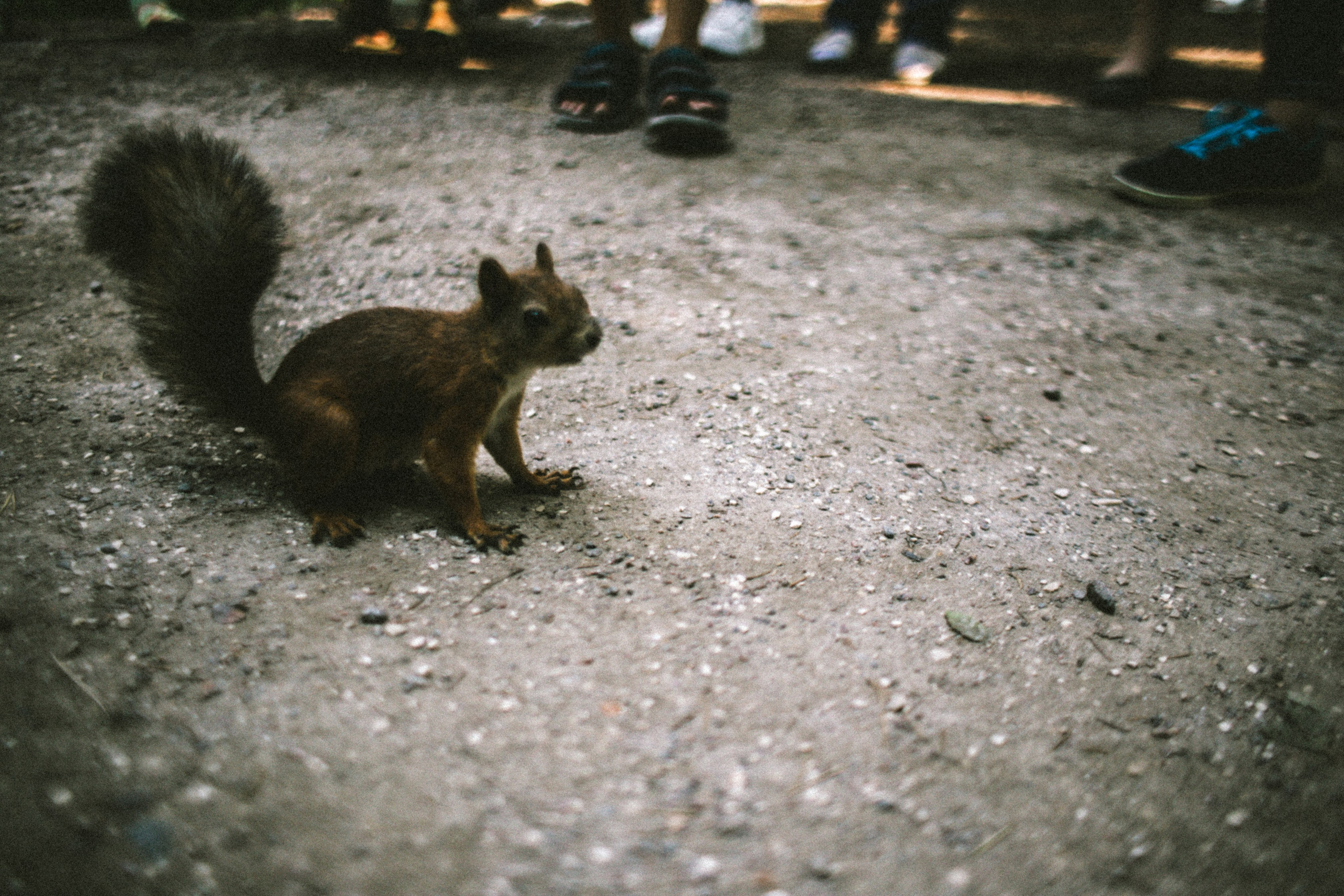 Питер 2022. Фотограф в Нижнем Новгороде